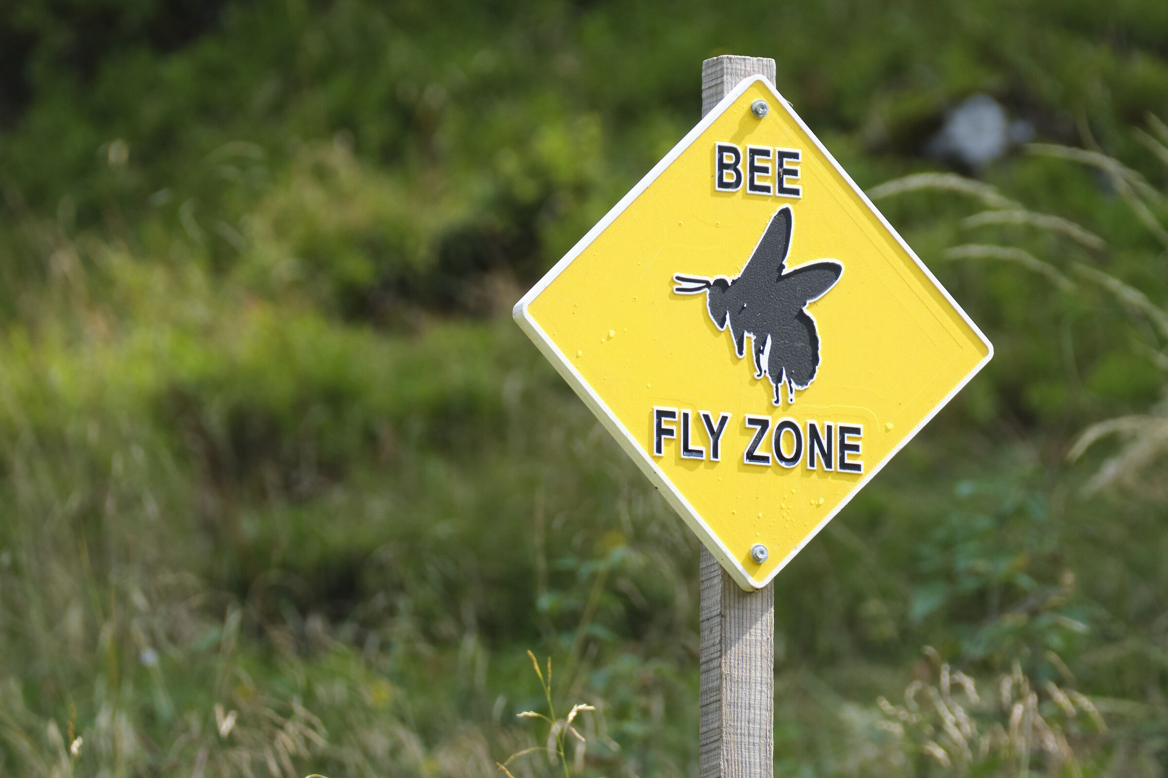 Bee Fly Zone...