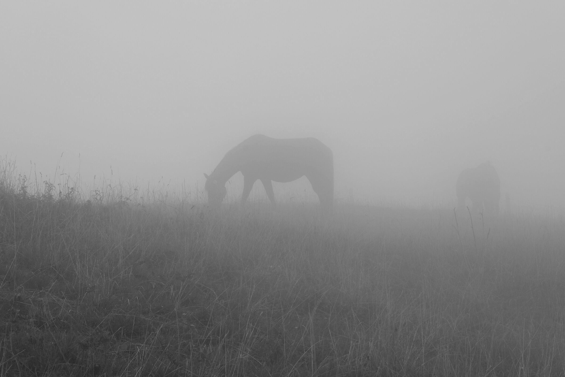 Misty horse...