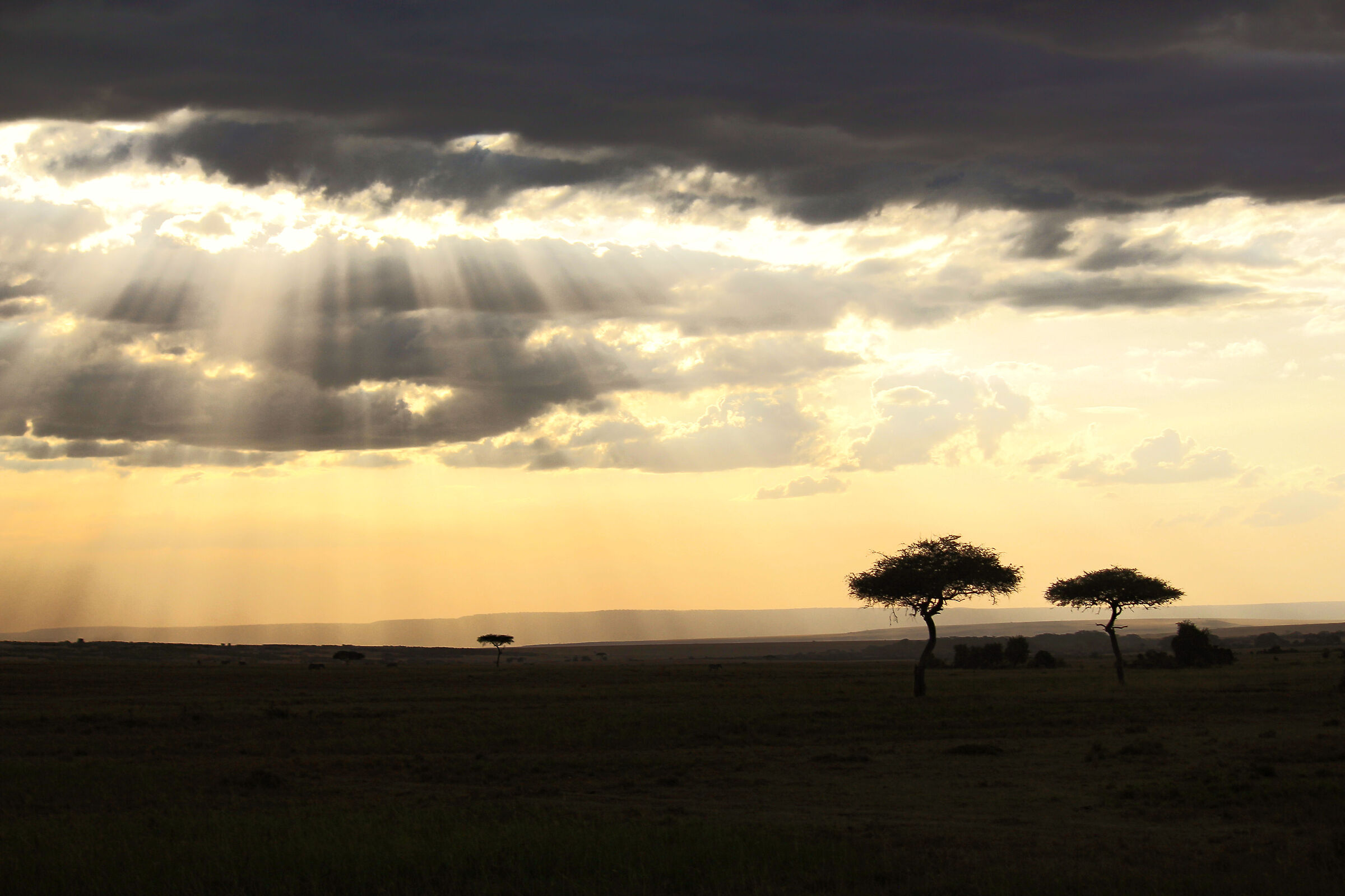 Play of light in Masai Mara...