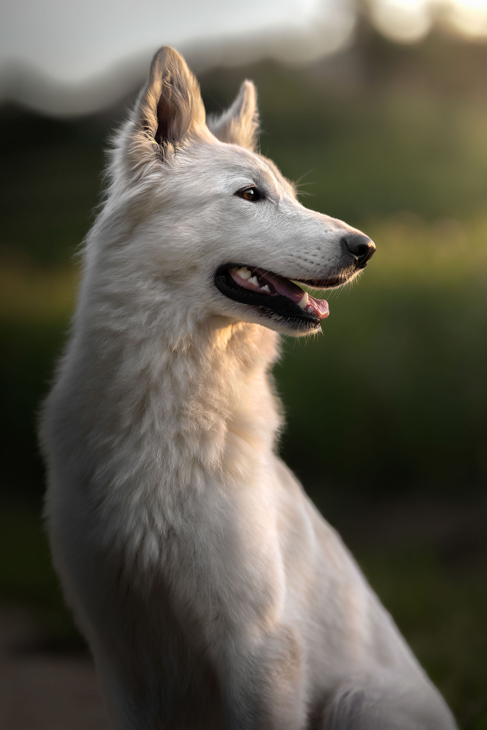 White wolf ...
