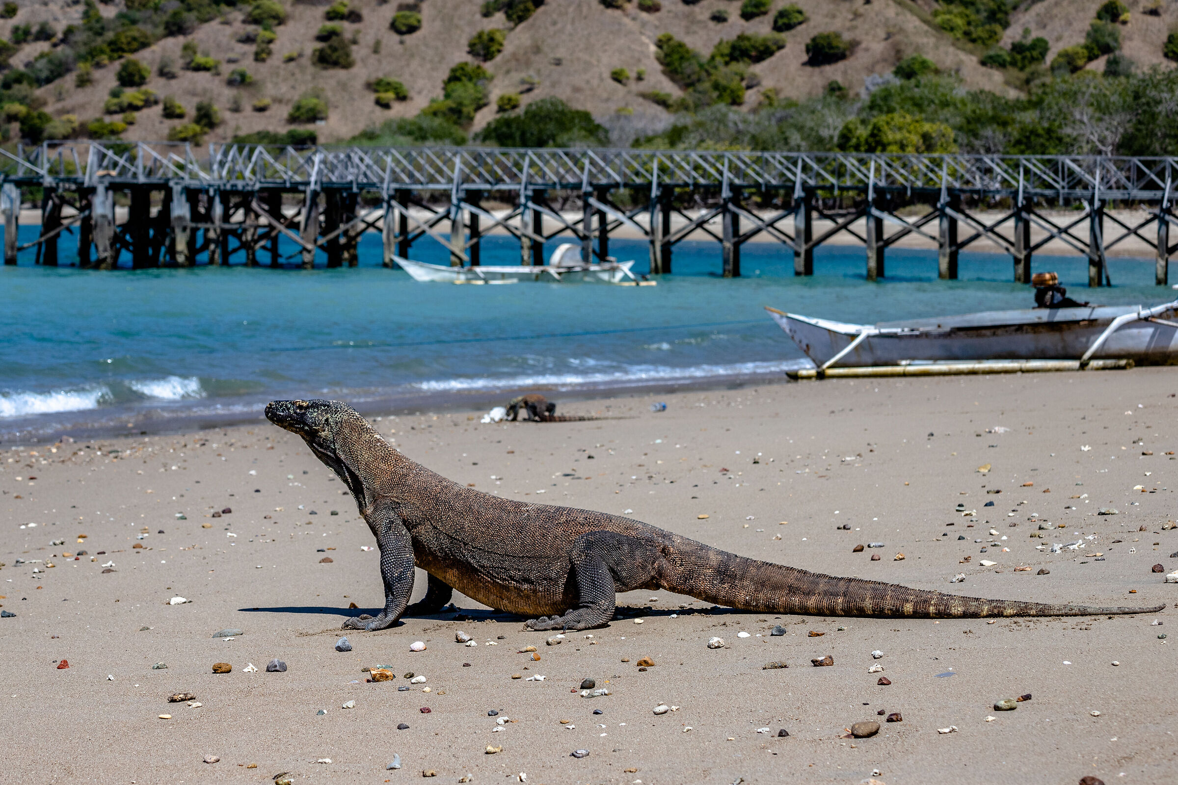 Komodo dragon on the beach...