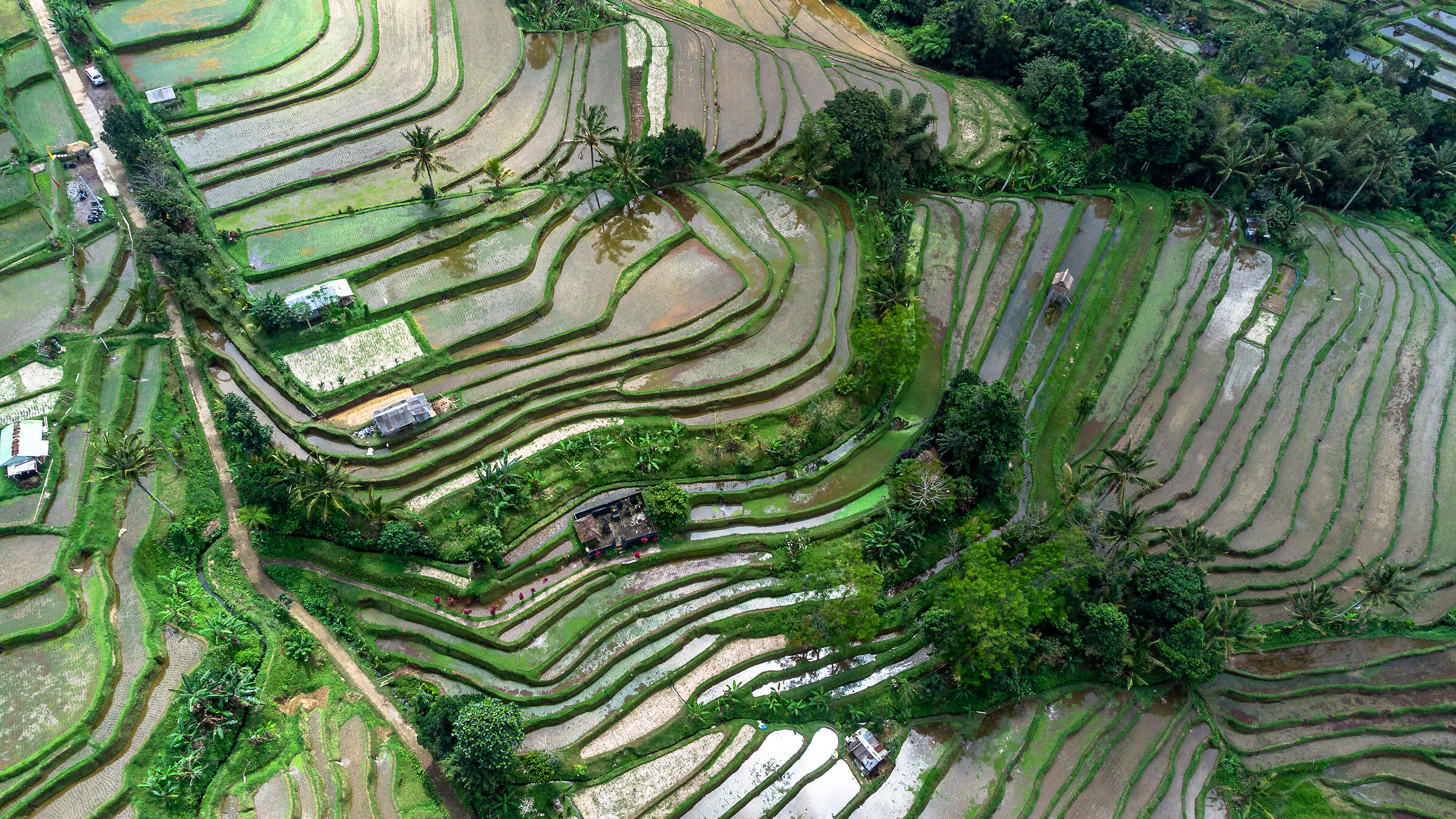 Rice terraces...