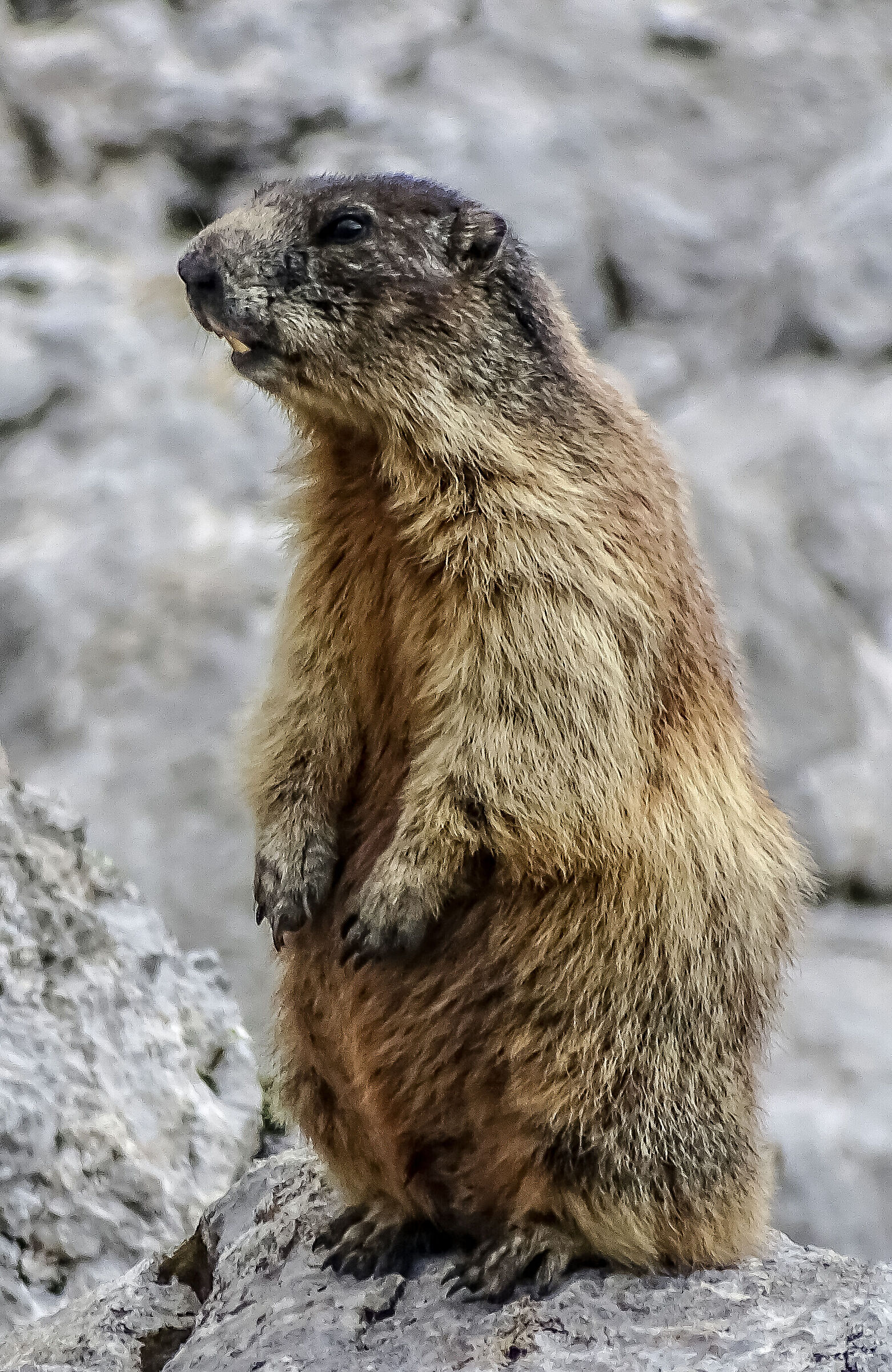 Marmot of the Dolomites...
