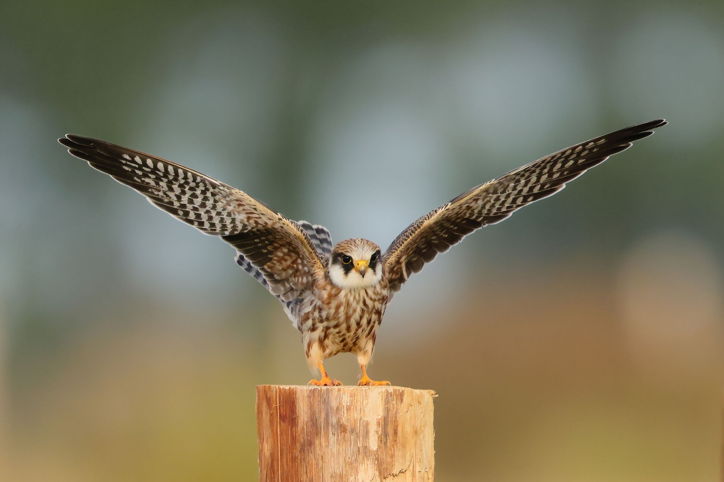 Cuckoo falcon...