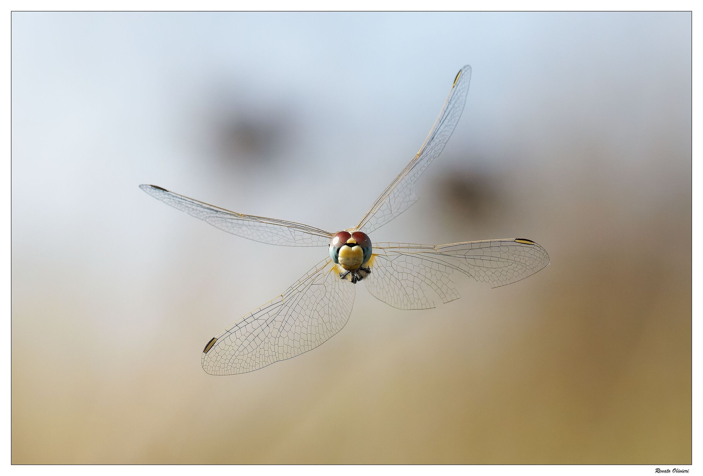 dragonfly in flight...
