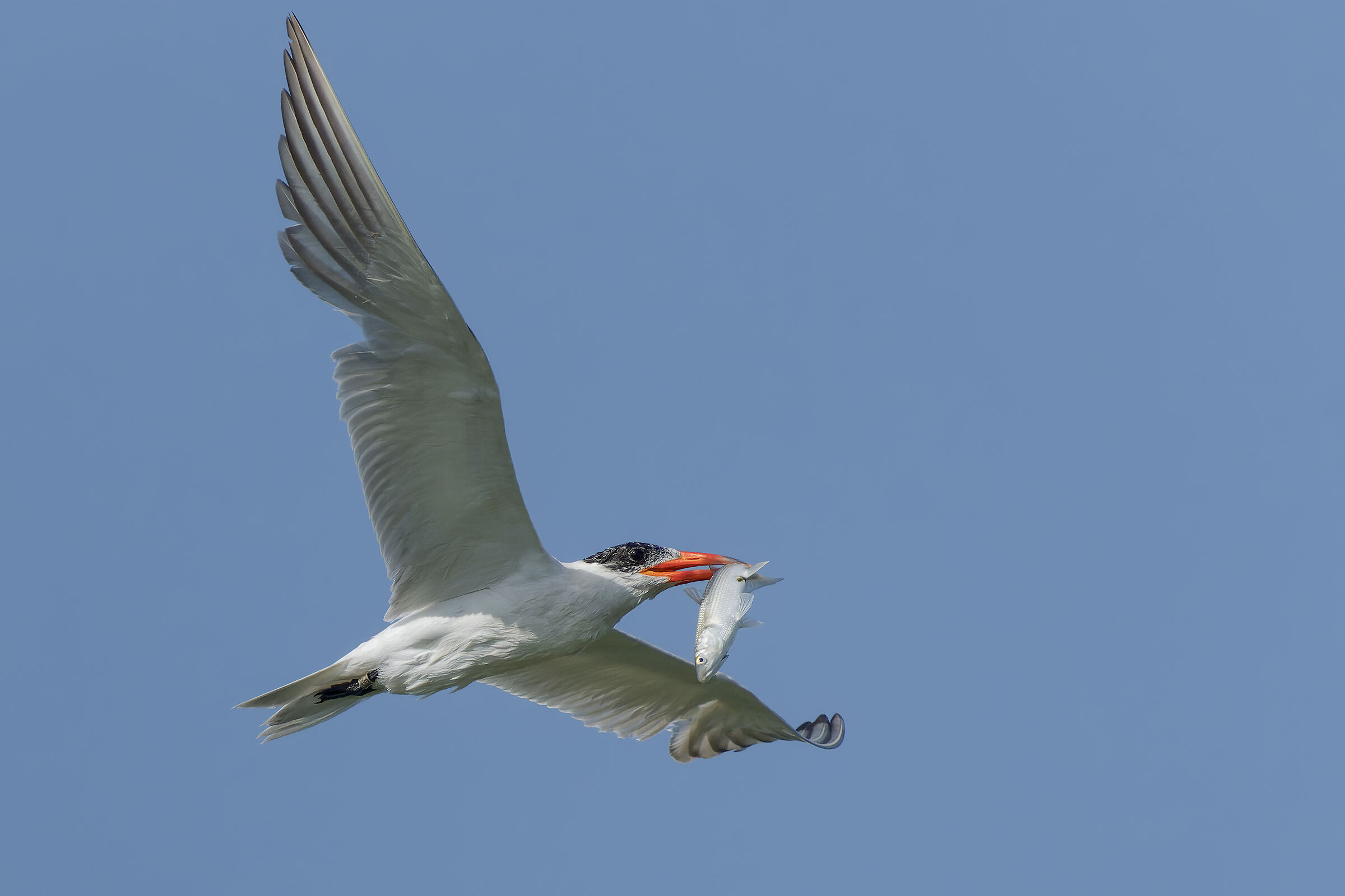 Fishing for the greater tern...