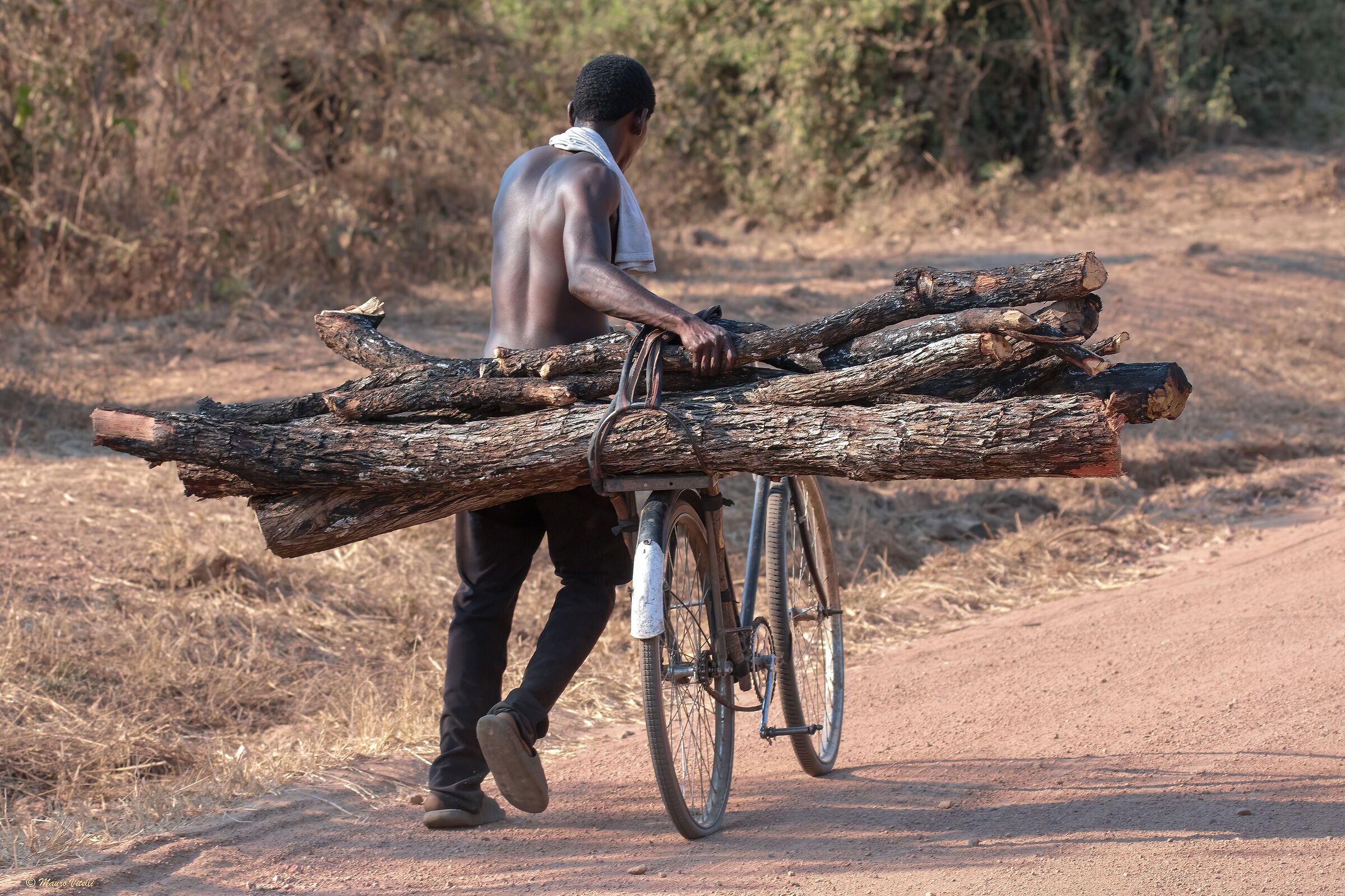 Raccoglitore di legna (sud del luangwa)Zambia...