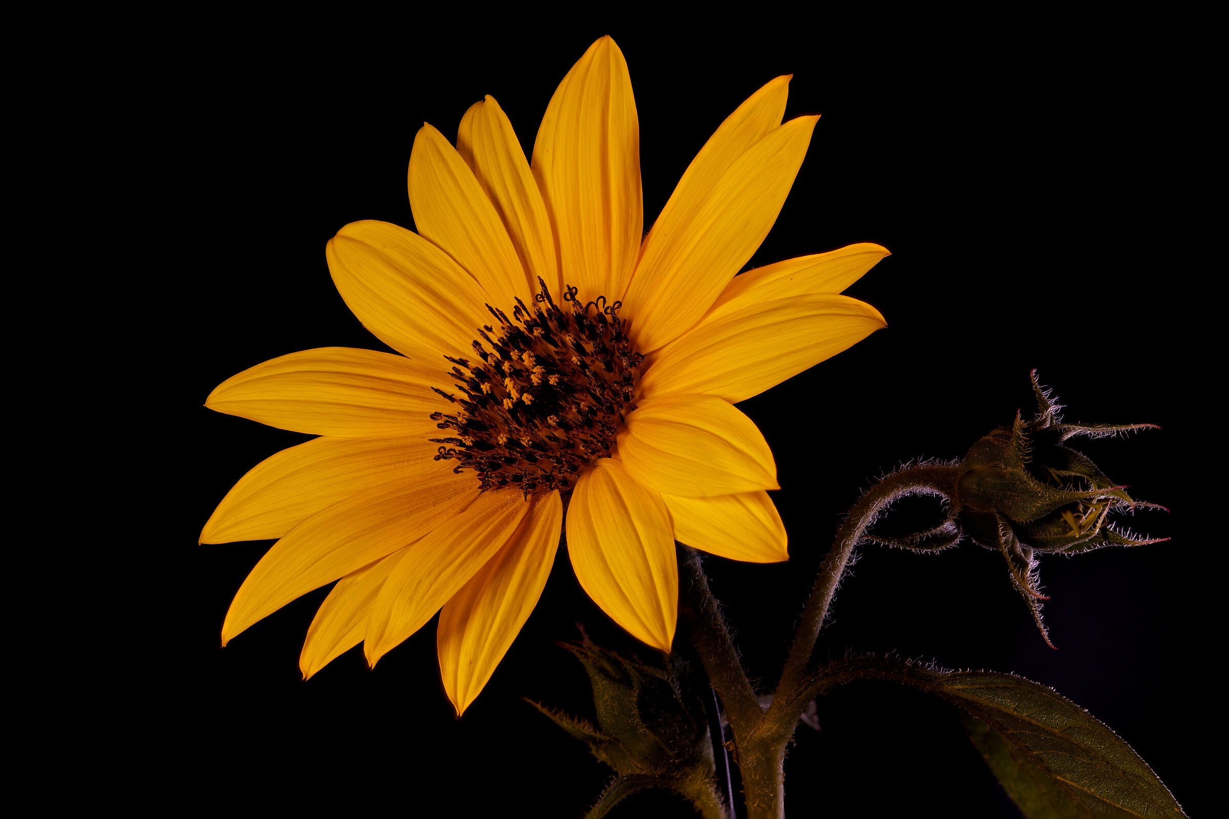 Sunflower......