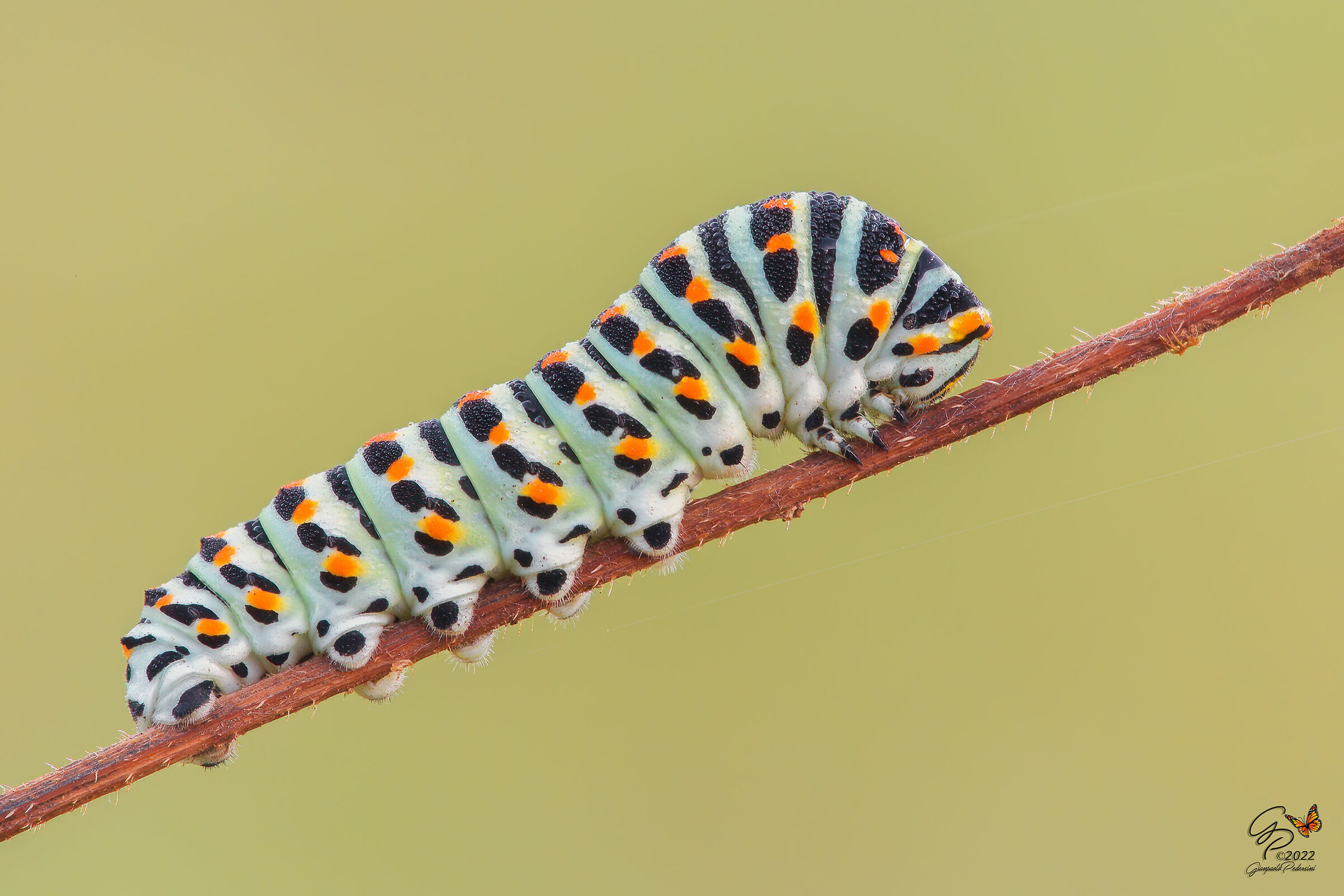 Papilio machaon (larva)...