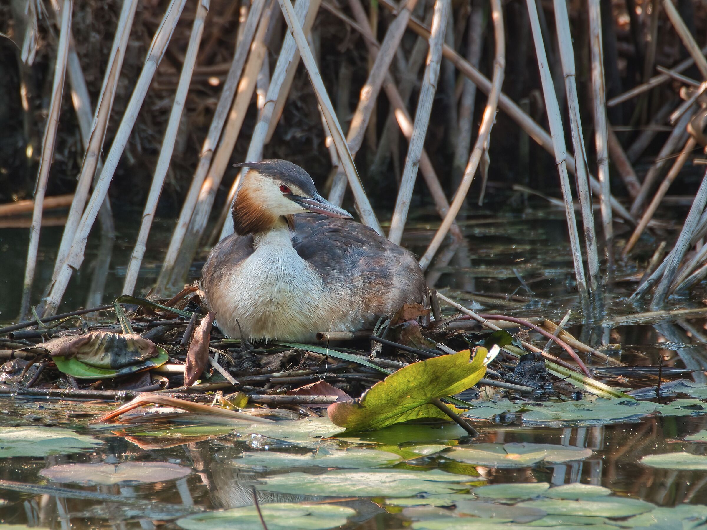 Grebe in brooding...