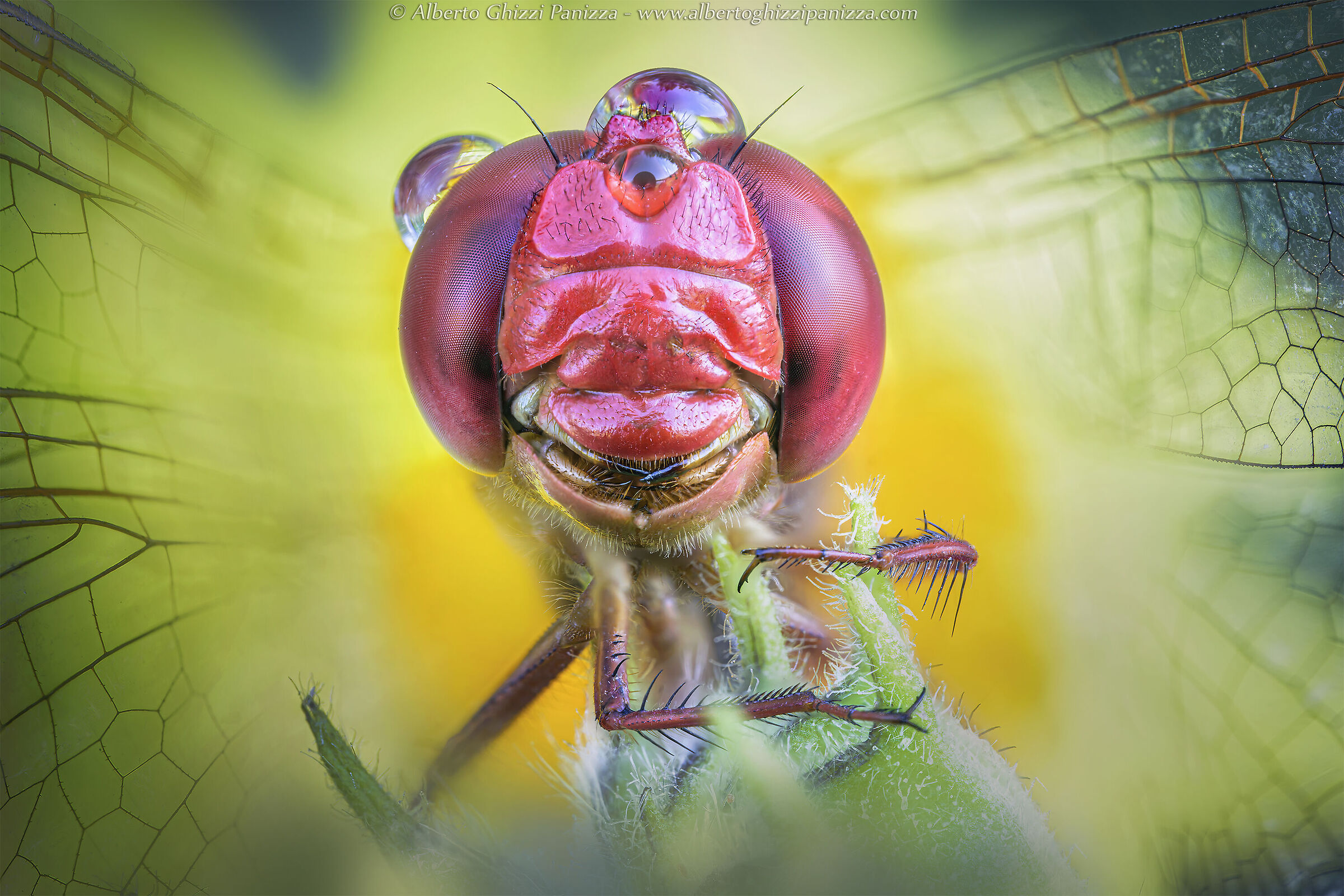 Smiling dragonfly...