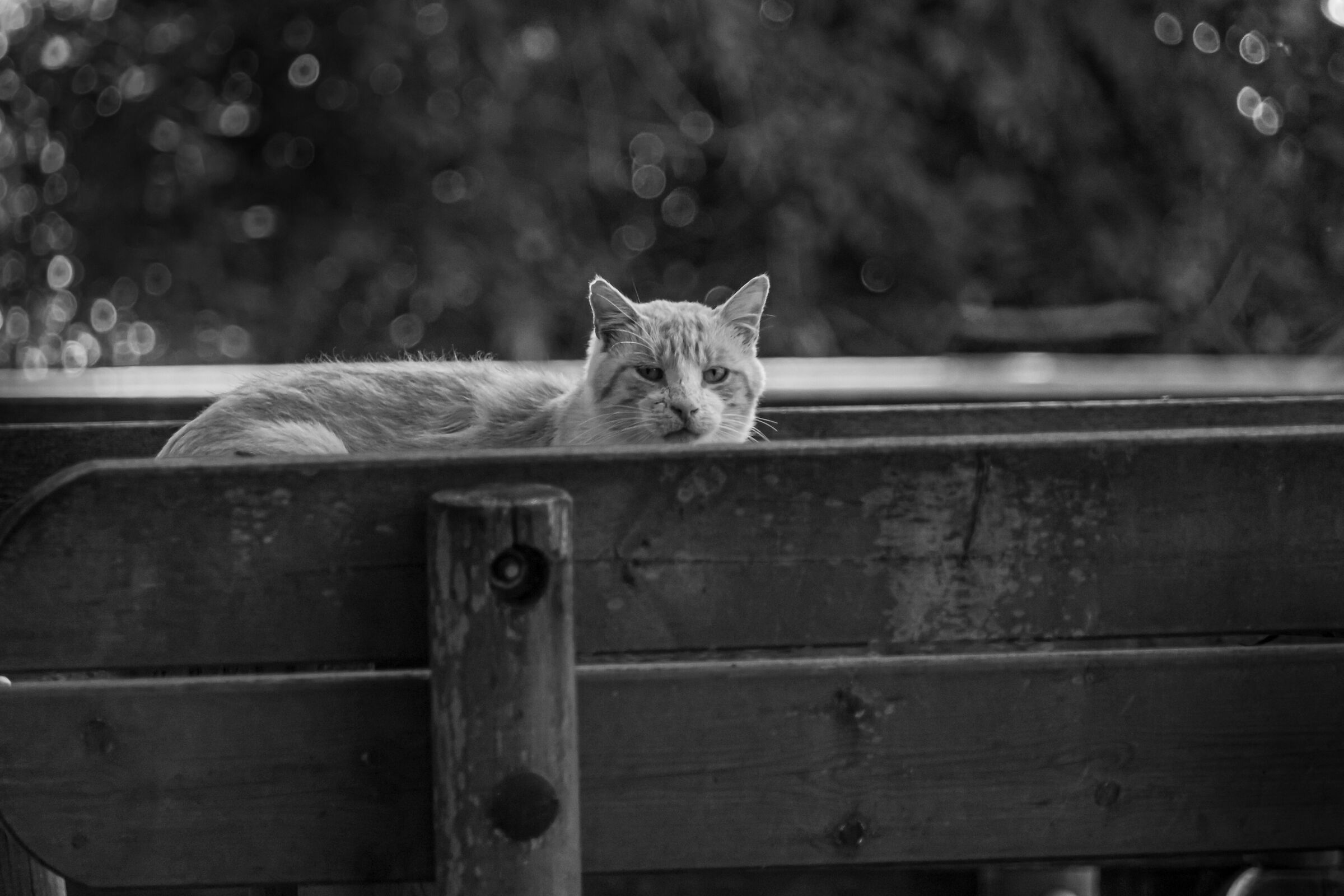 Above the bench the cat... he doesn't give a damn anyway....