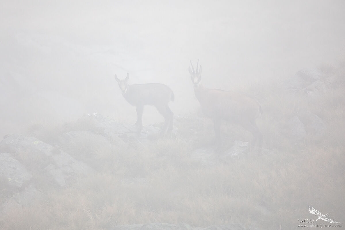 Ghosts in the fog...
