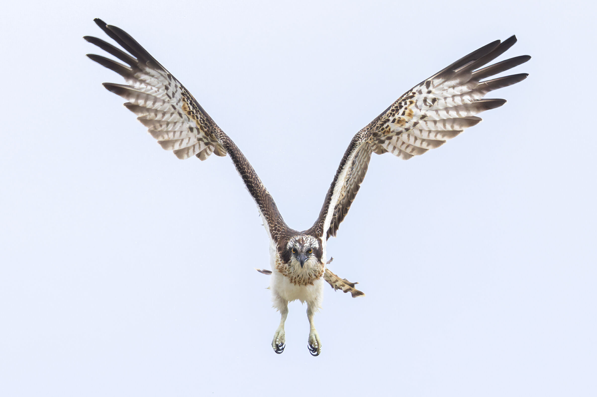 Falco pescatore (Pandion haliae)...