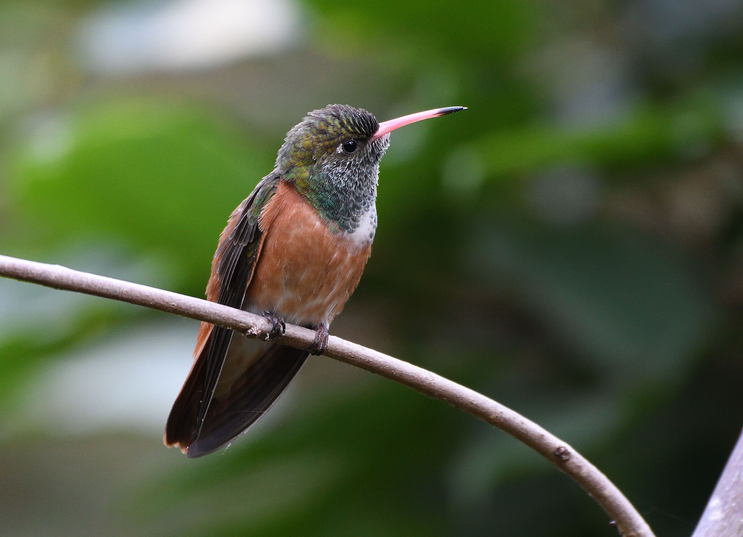 Curious hummingbird...