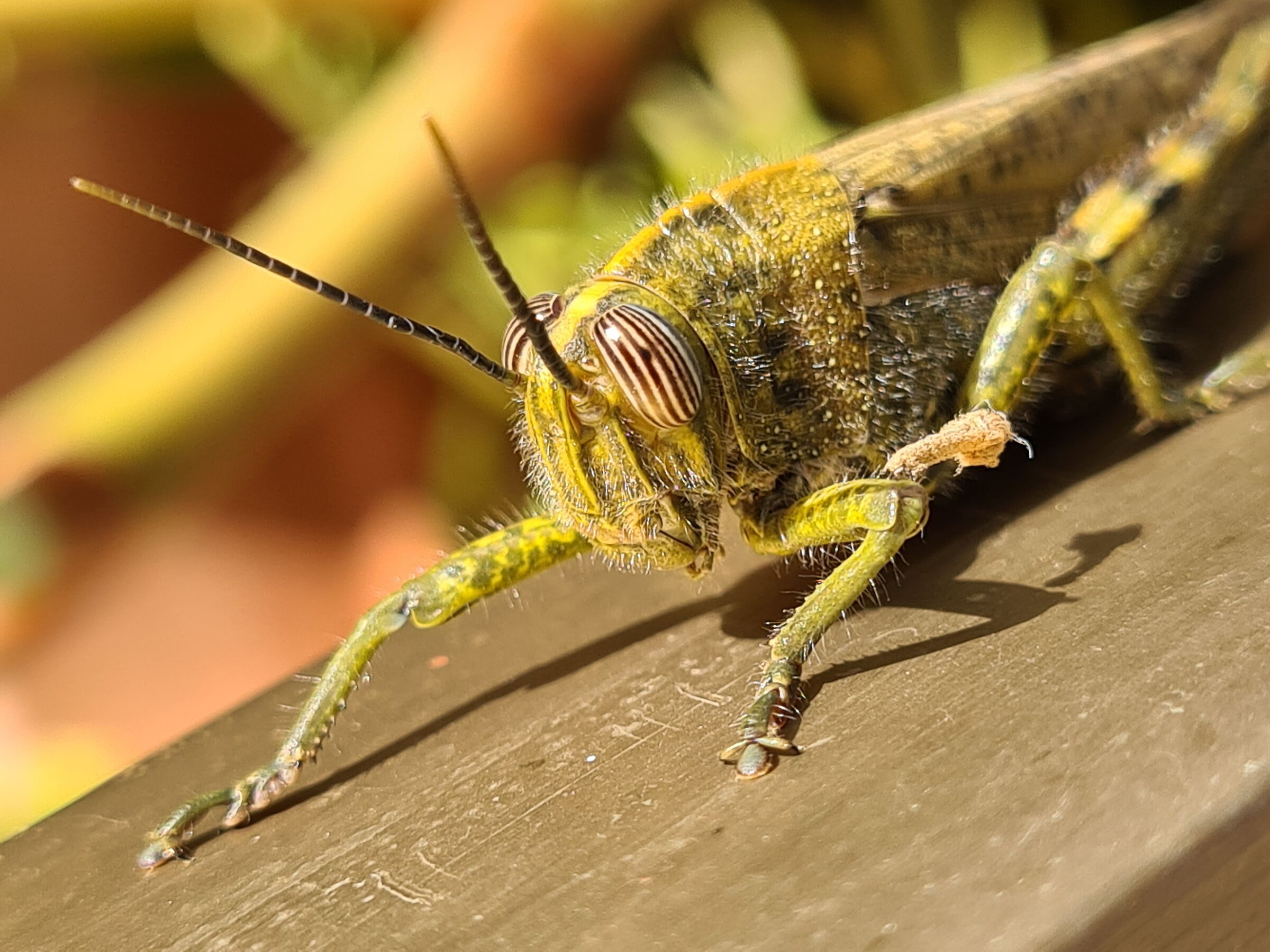 Grasshopper...