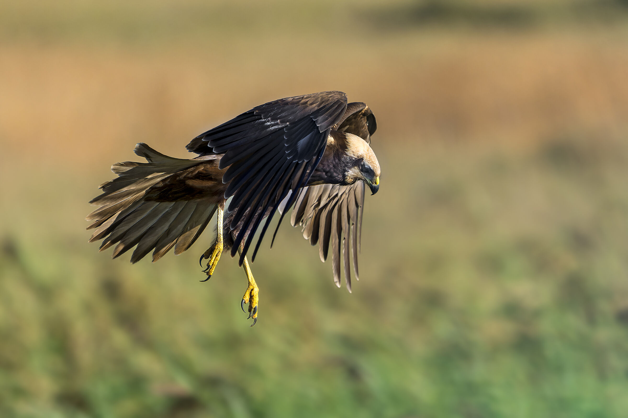 Marsh falcon in stationary flight...