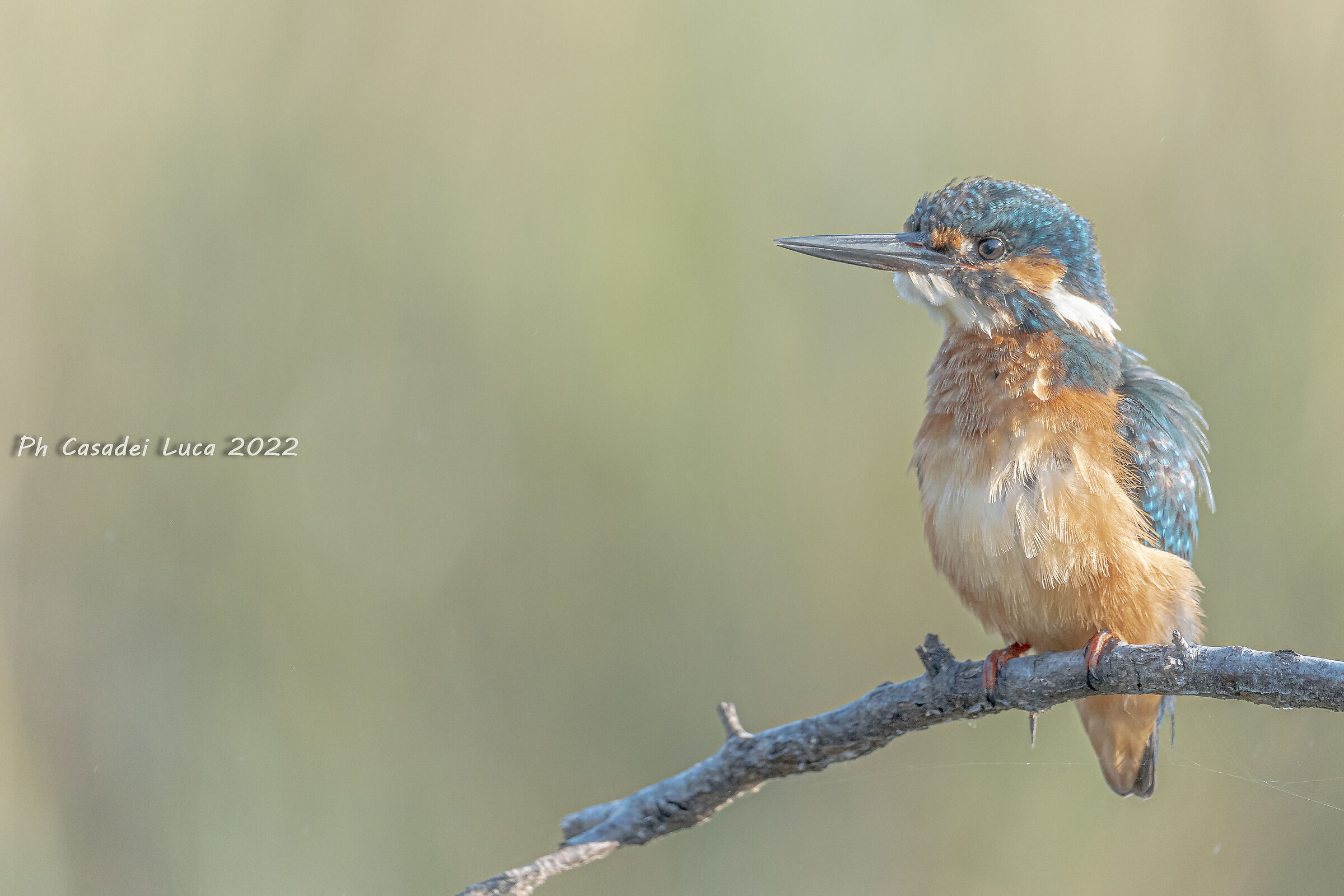 Moments of Kingfisher...