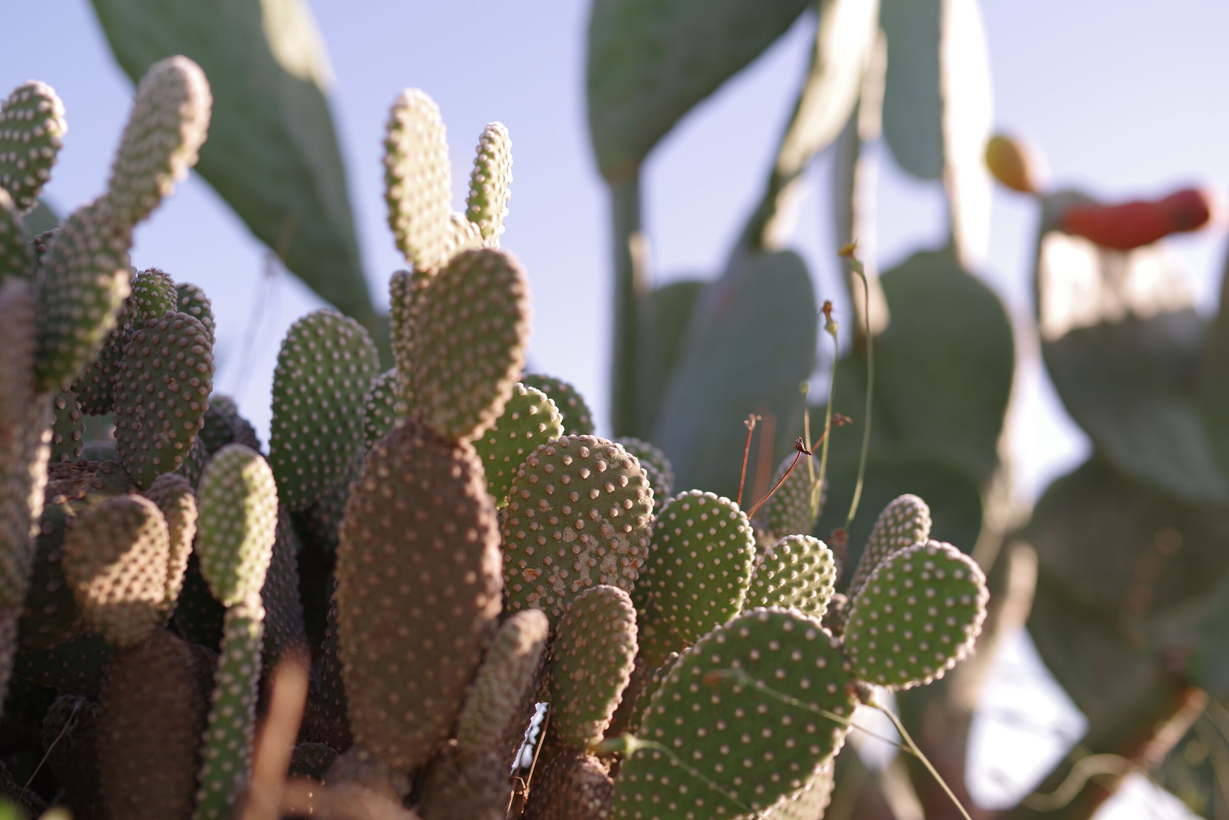 cactus...