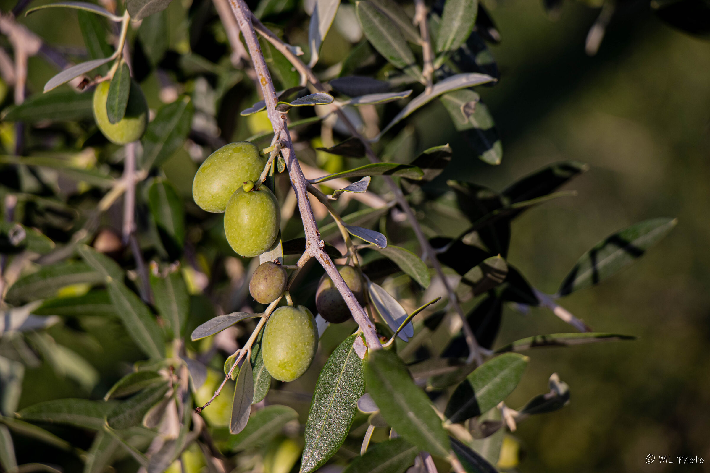 olives...