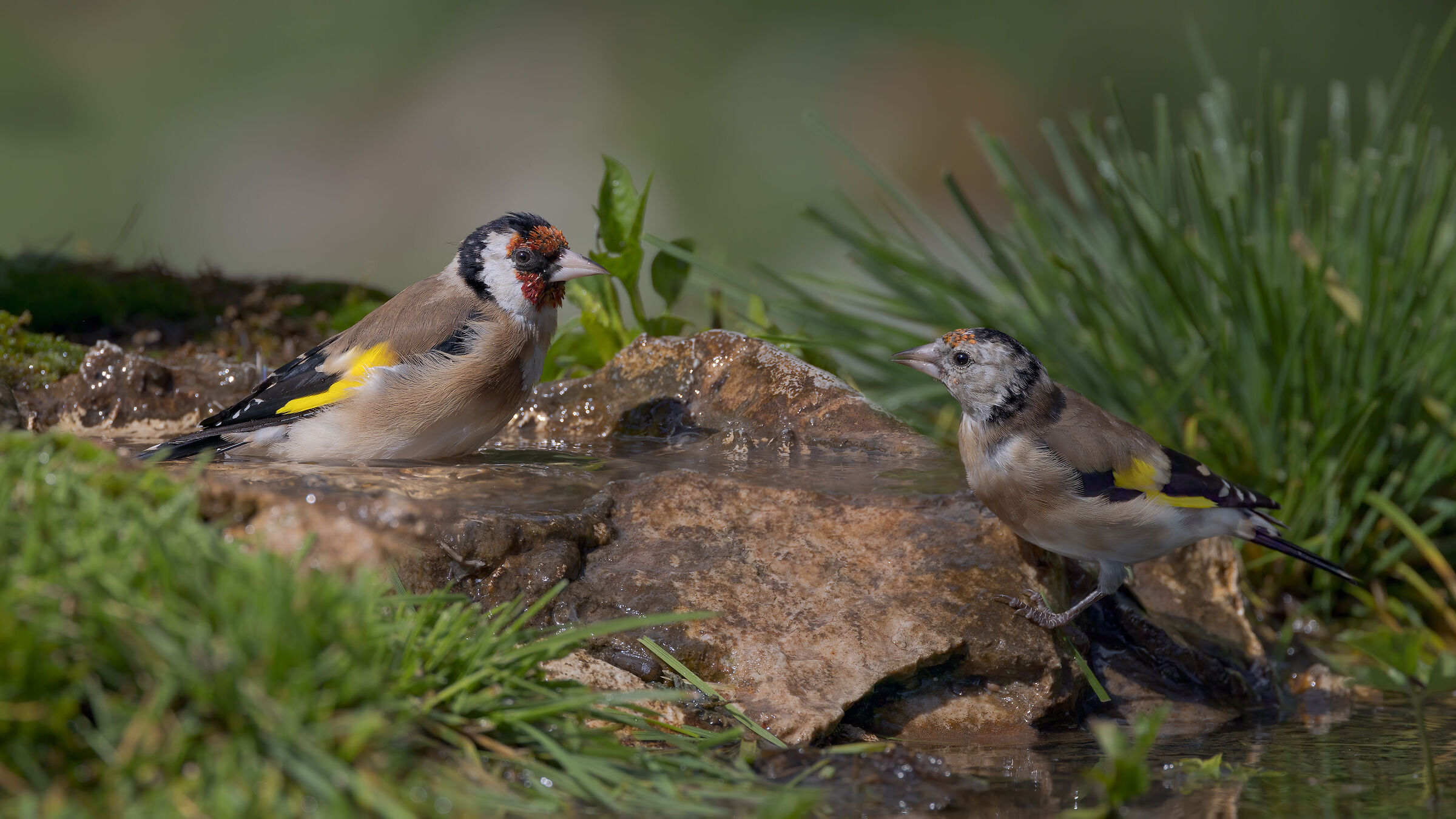The young Goldfinch follows the adult to the puddle. ...