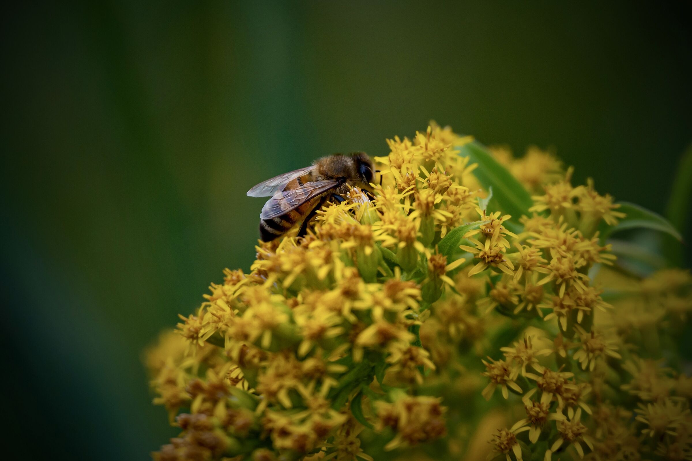 European Bee 2...