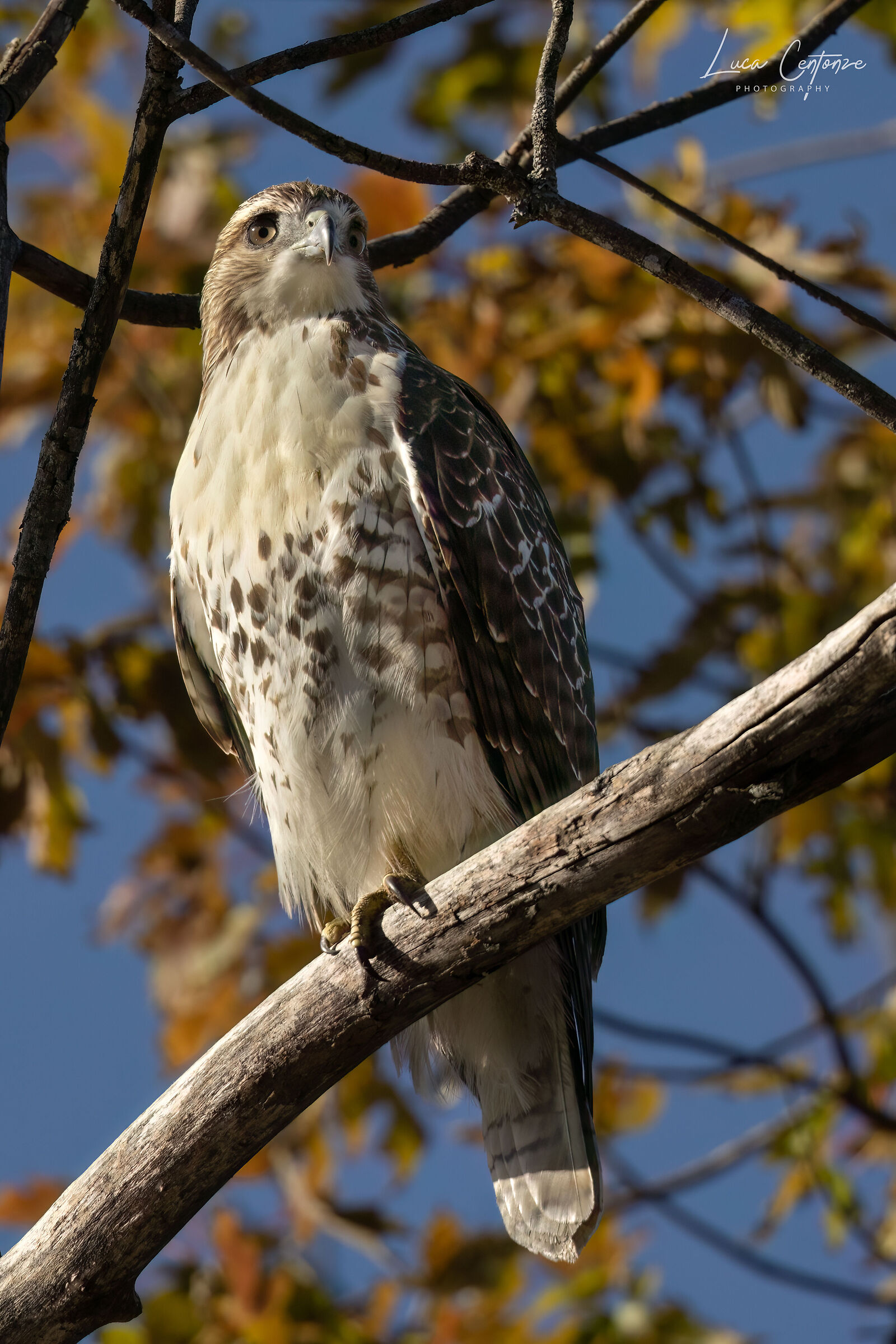 Cooper's Hawk (Accipiter cooperii) ...