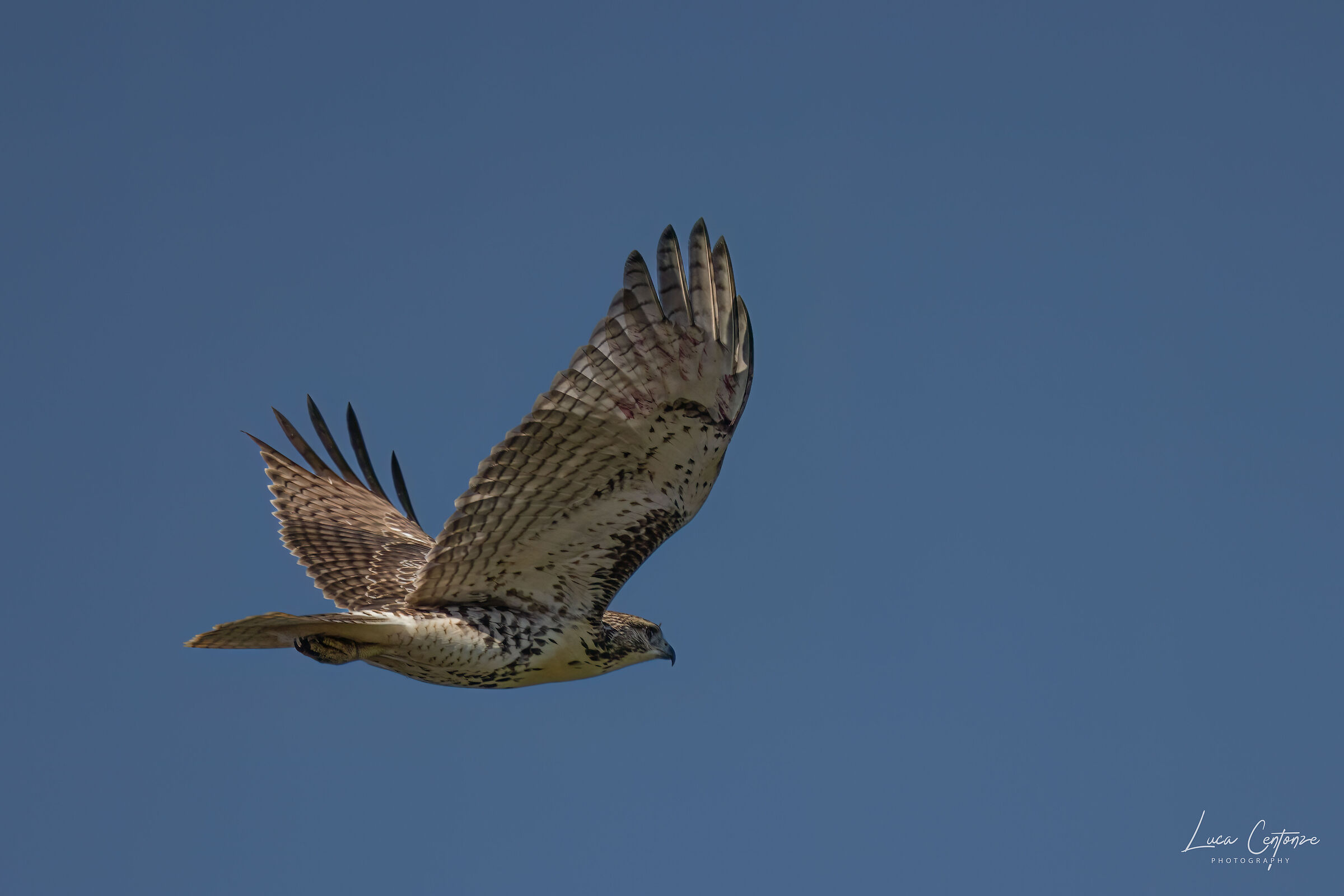 Red tailed Hawk (Buteo jamaicensis)...