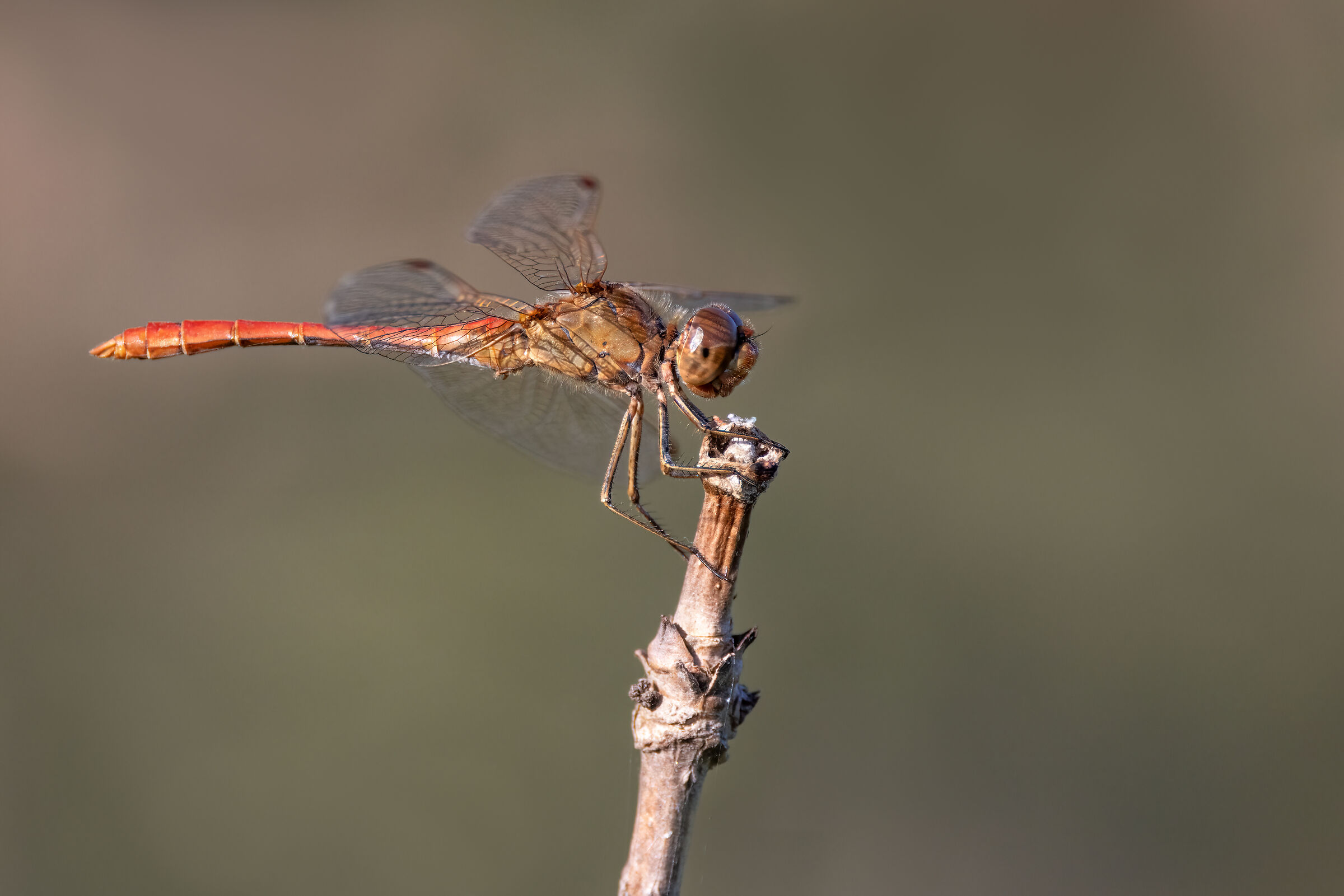 Southern Sympetrum...