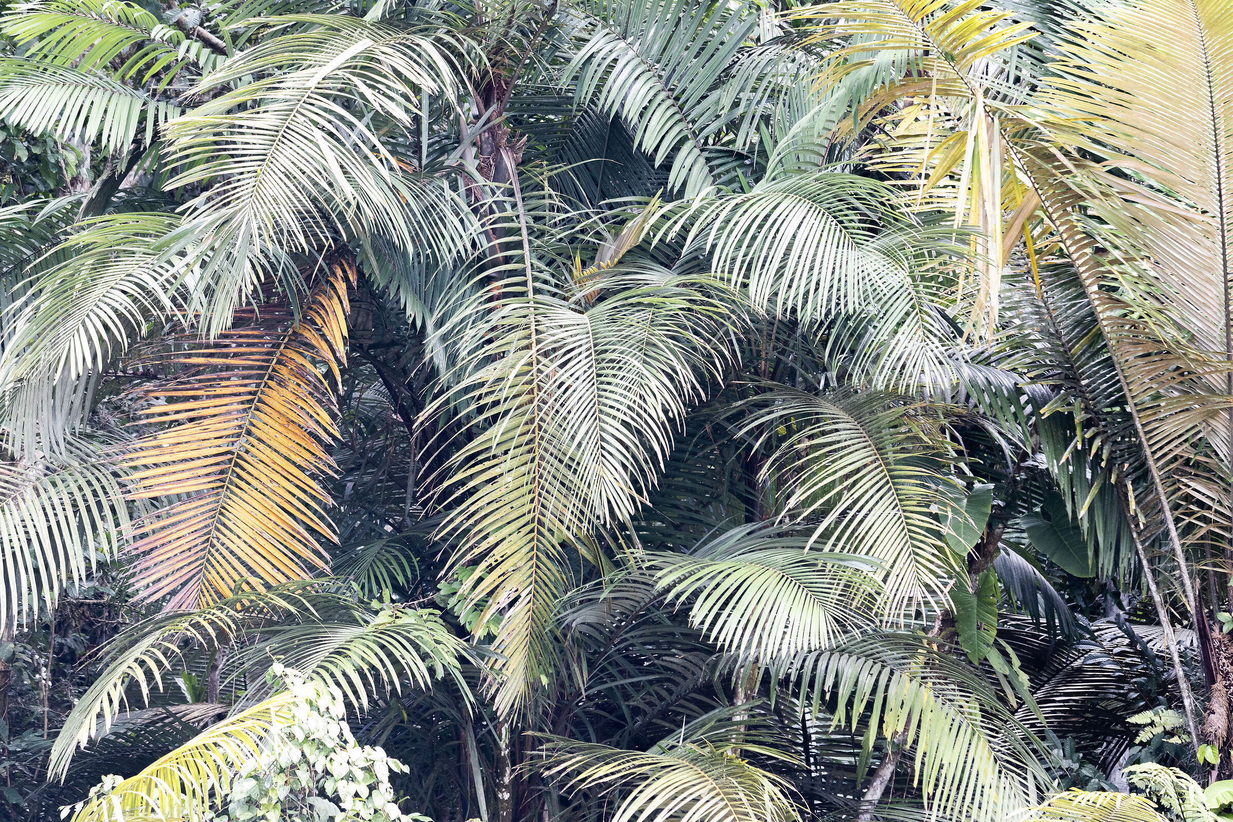 Amazon palms by day...