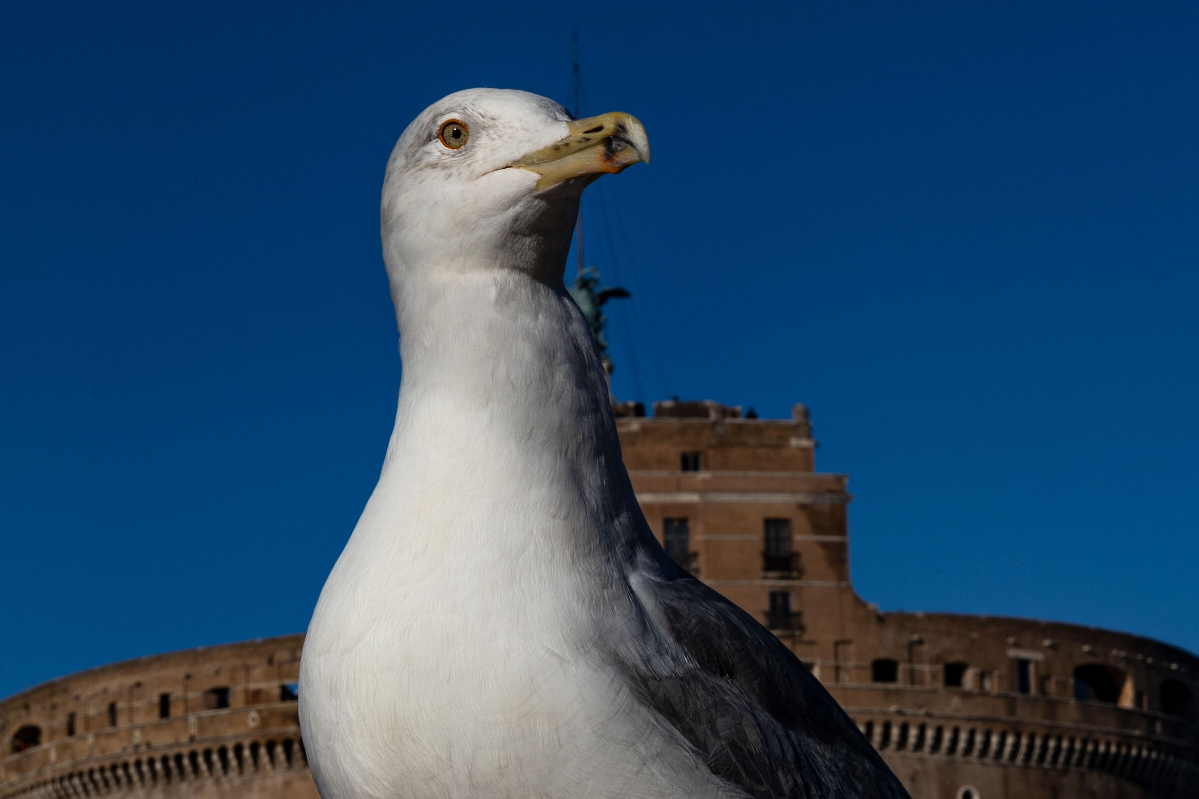 The seagull and the castle...