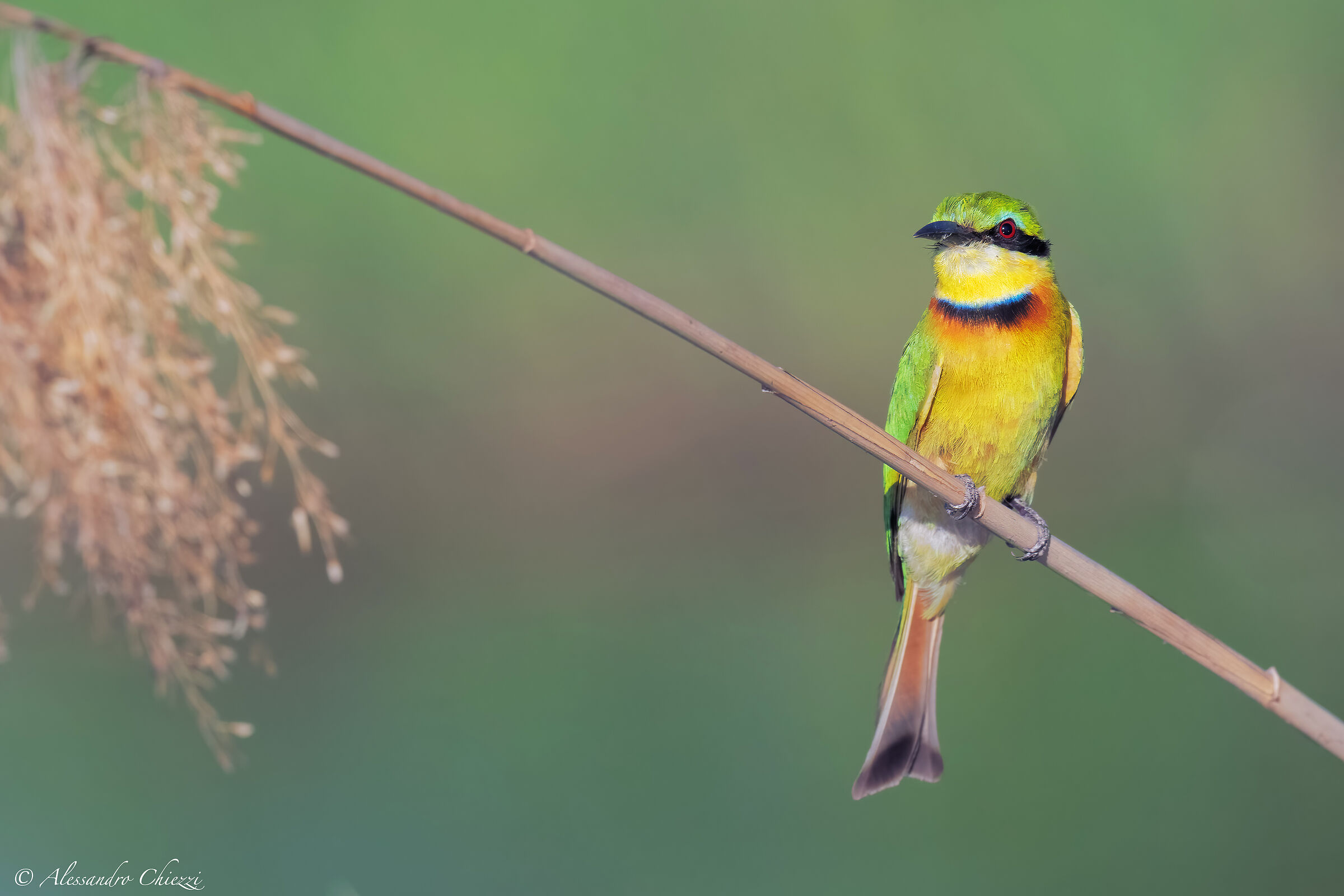 Bee-eater pectoral minor...