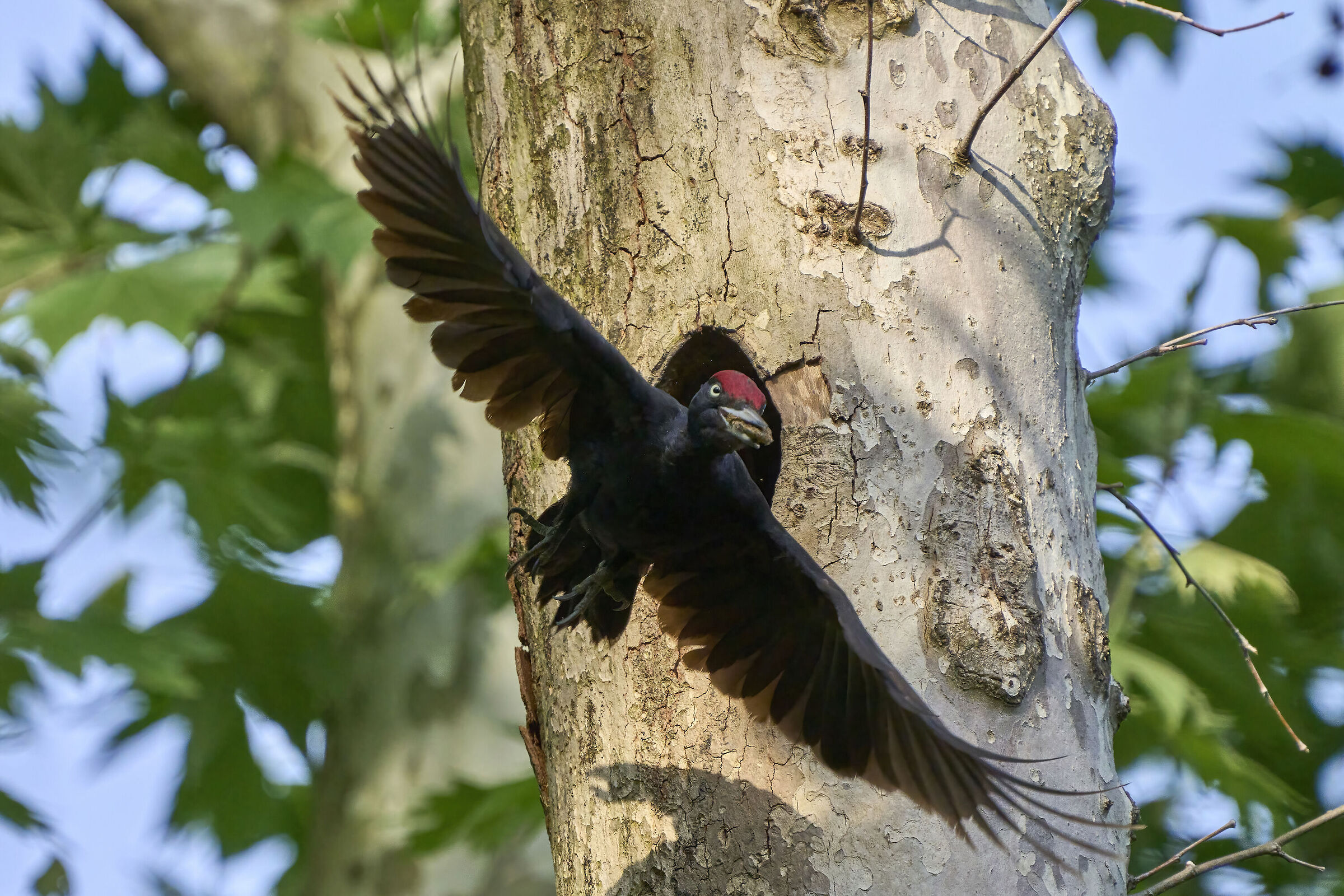 Male black woodpecker ...
