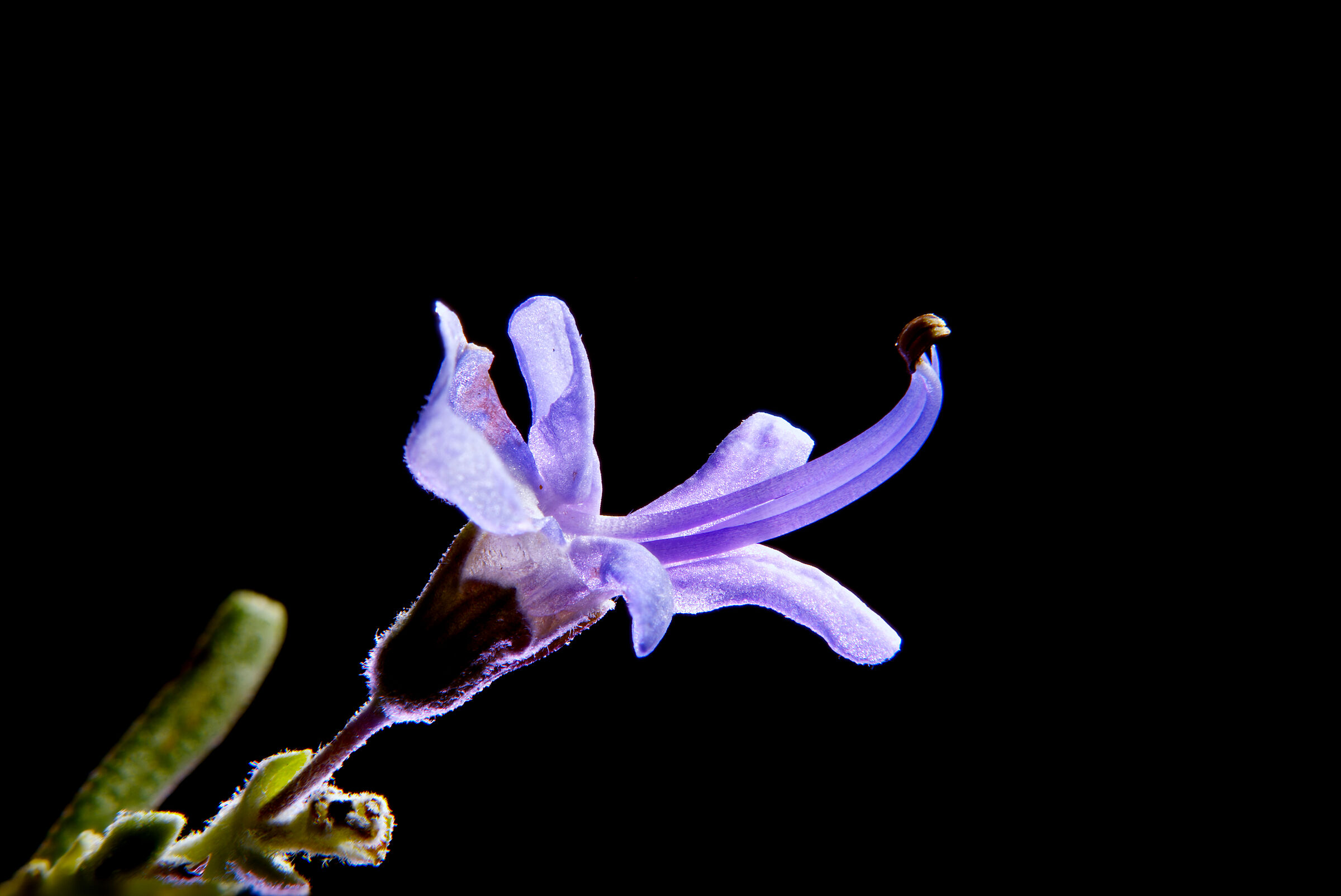 Rosemary Flower......