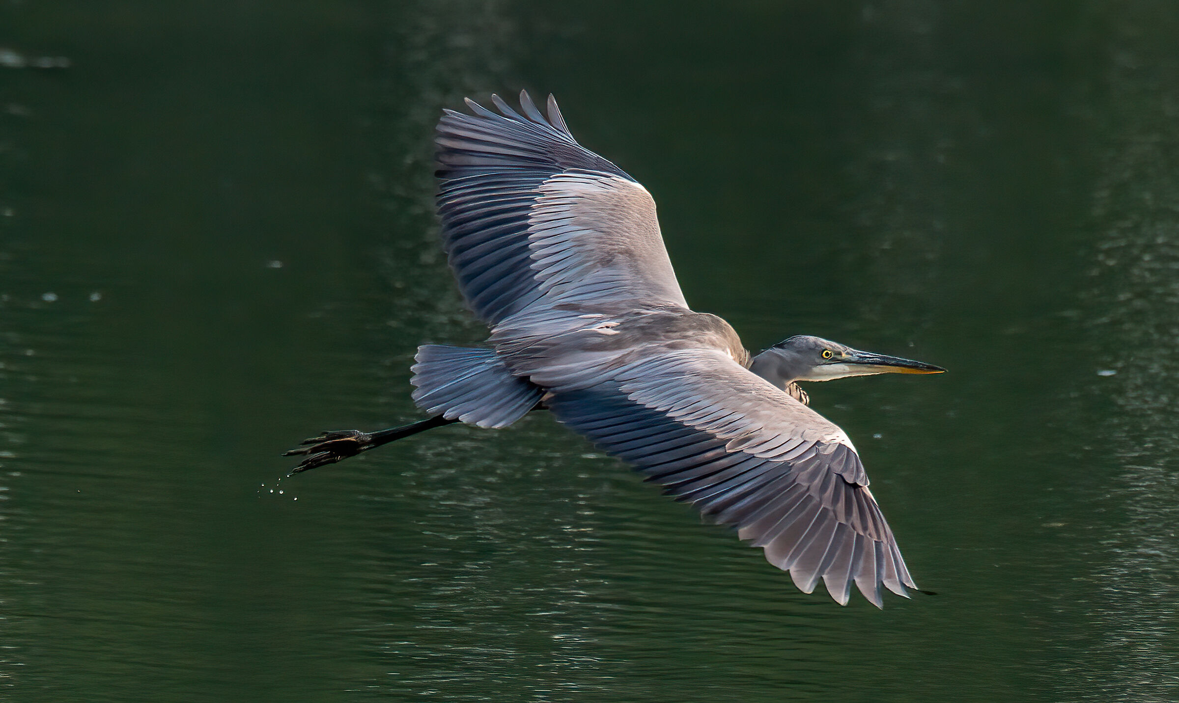 Grey heron in flight (Ardea cinerea)...