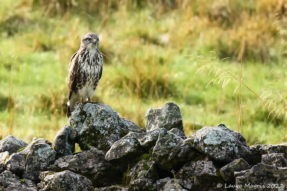 Perched on the rocks...