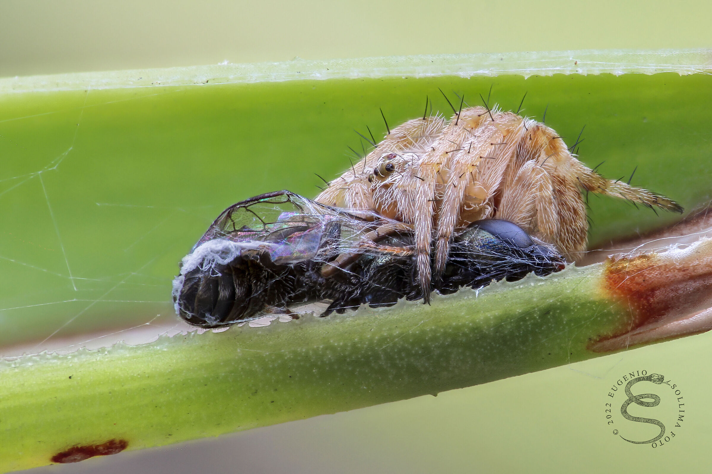 Spider preying on a hymenoptera...