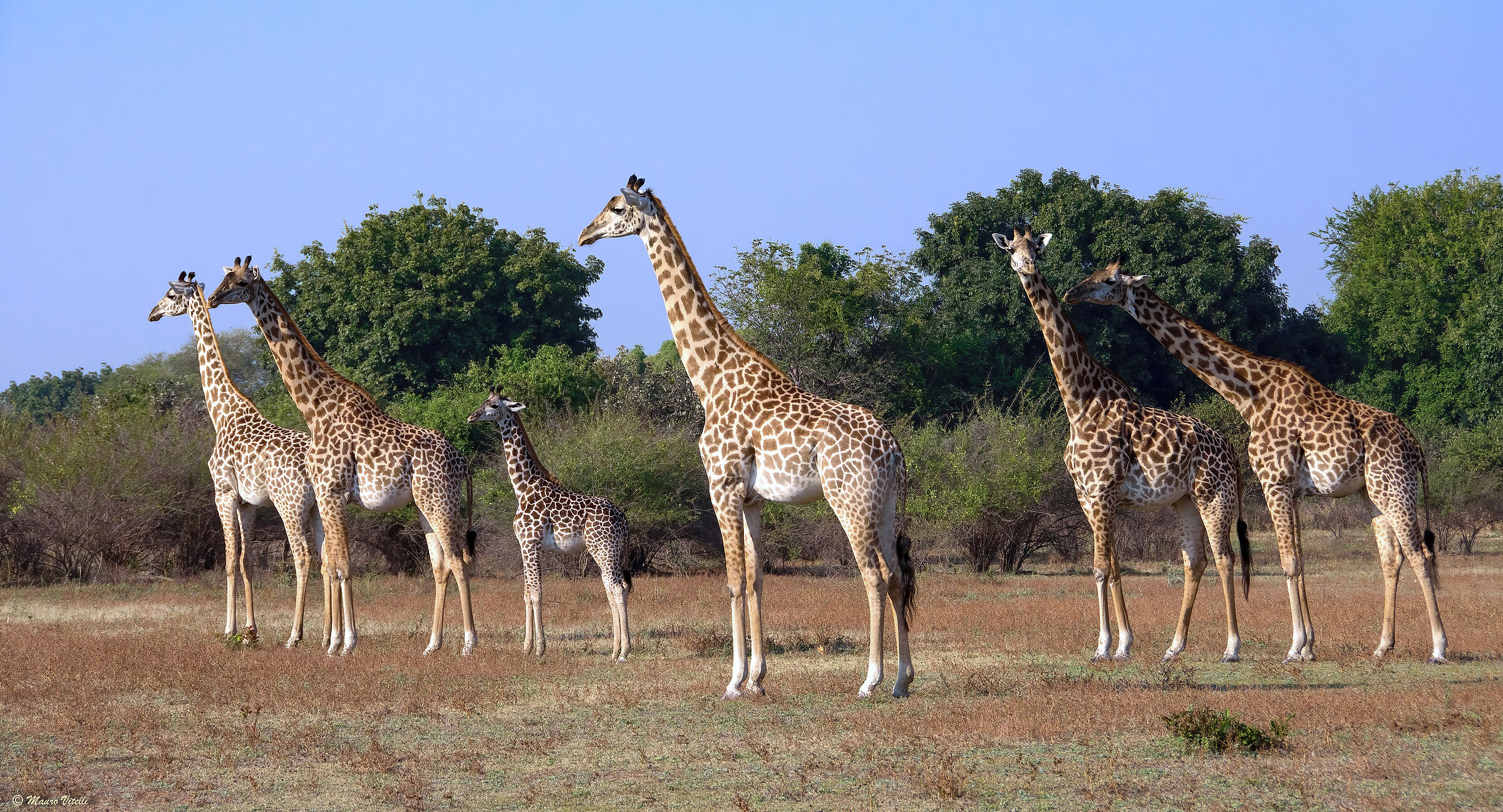 Thornicroft's Giraffe (Zambia)...