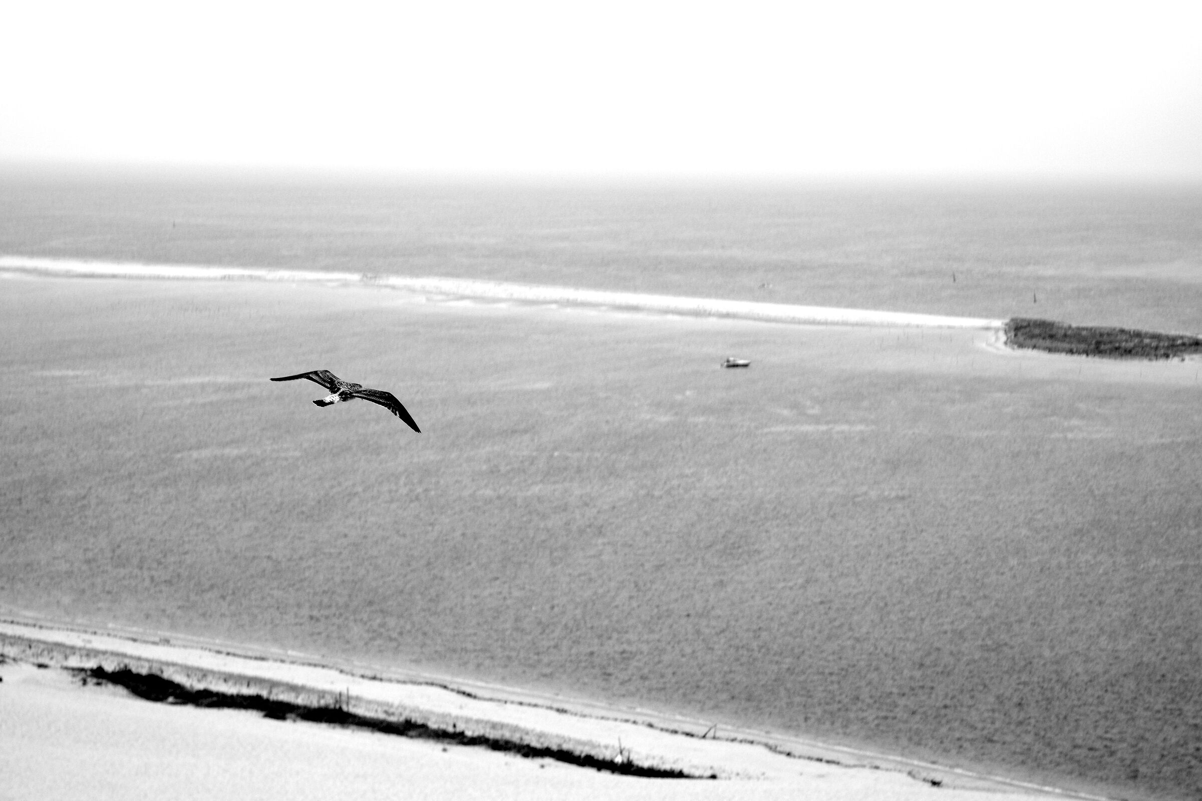 Seagull on the Dune du Pilat...