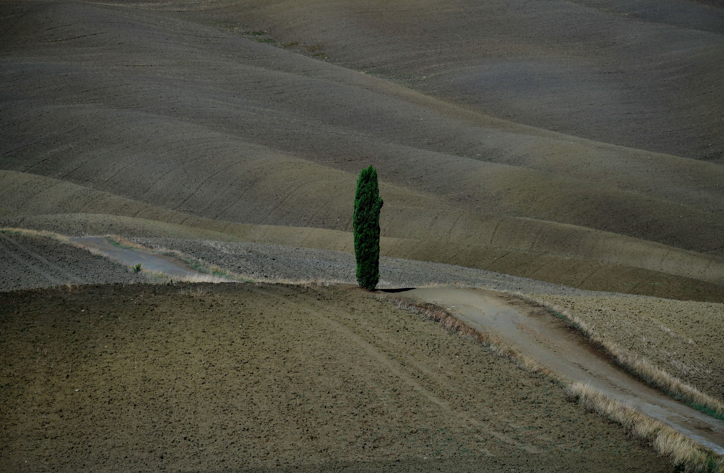 Tree in the land of Siena...