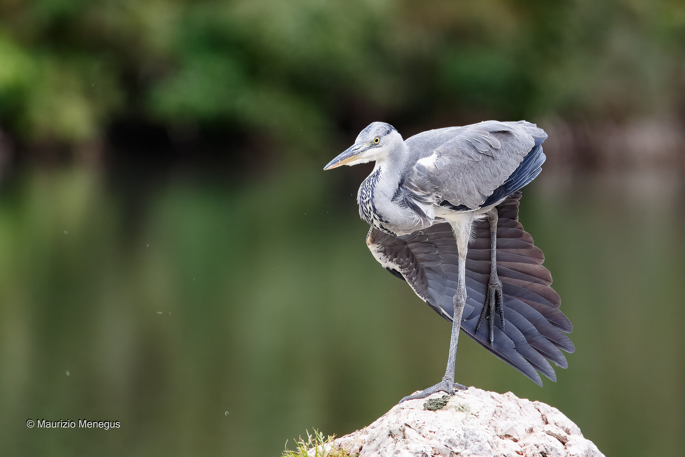 Grey heron - Dolomites...