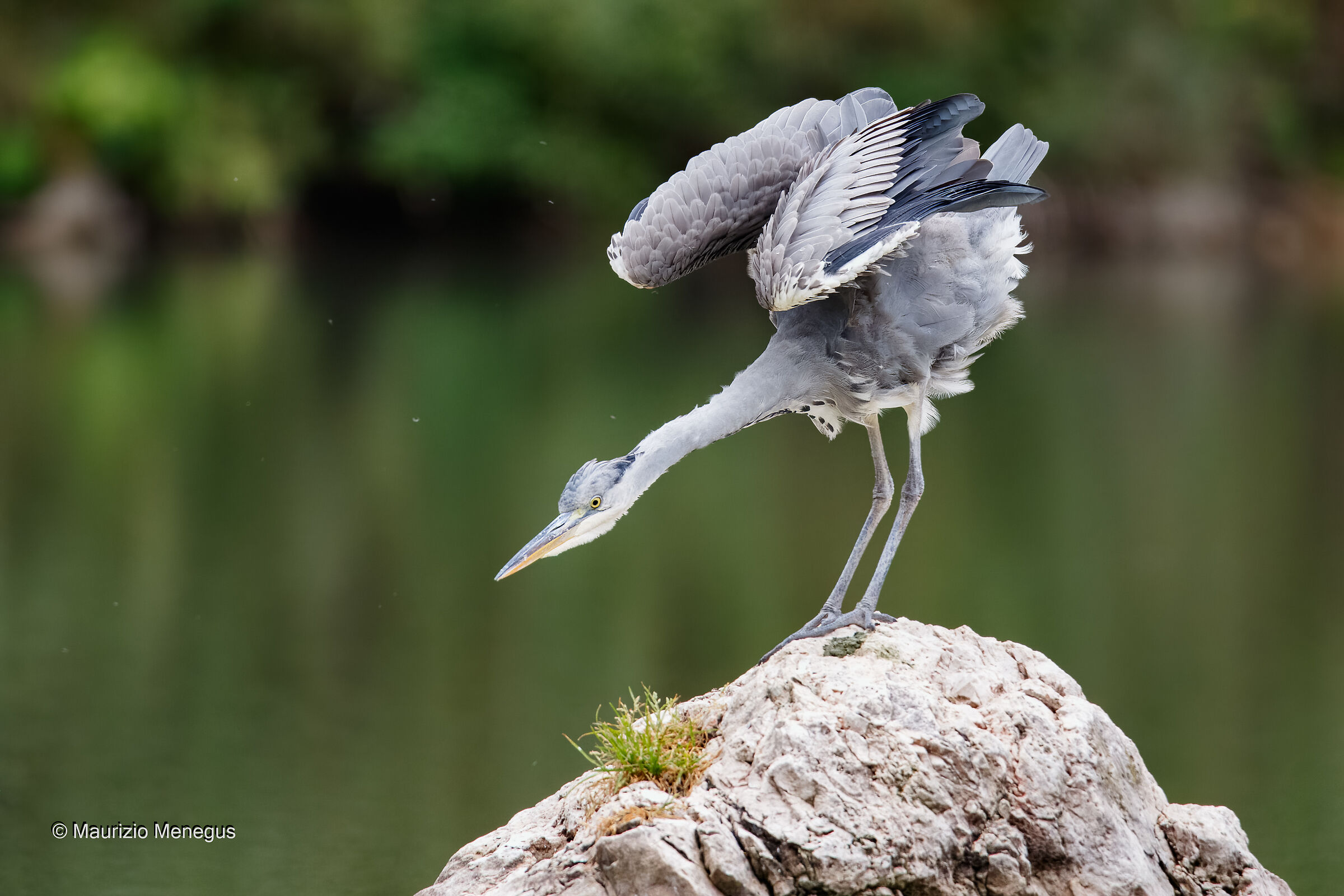 Grey heron - Dolomite lake...