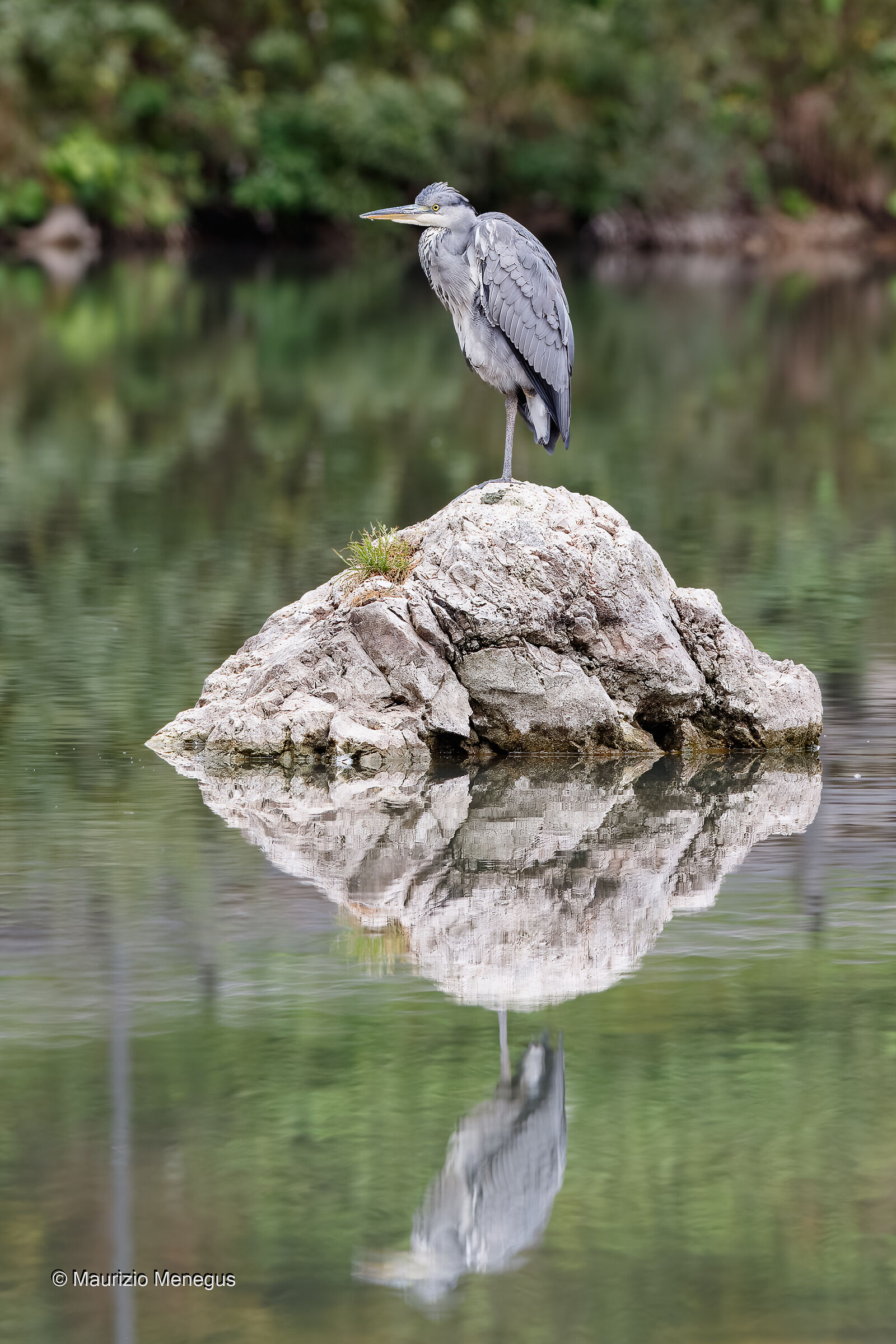Grey heron on the stone...
