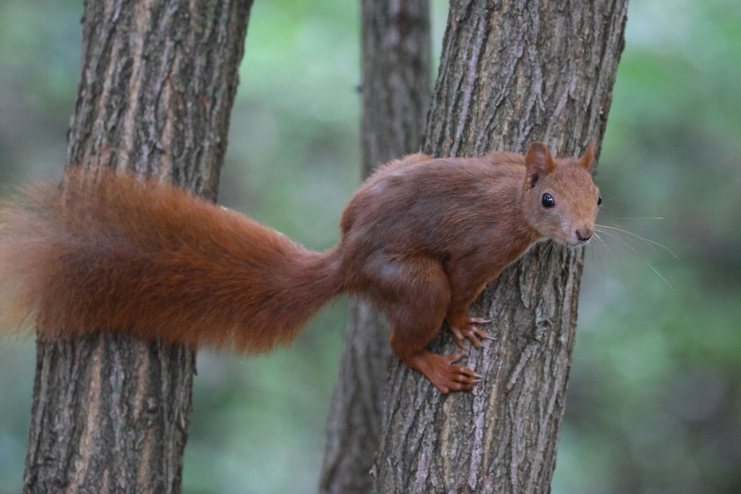 Red squirrel ...