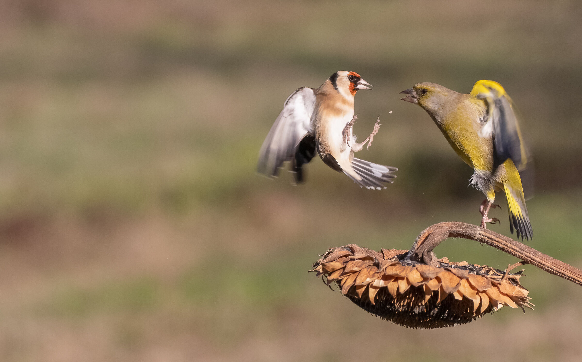 goldfinch vs greenfinch...