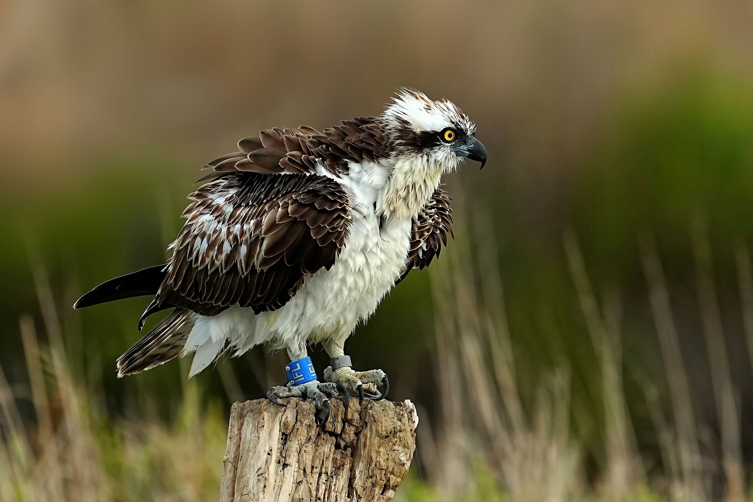 Falco pescatore (Pandion haliaetus)...