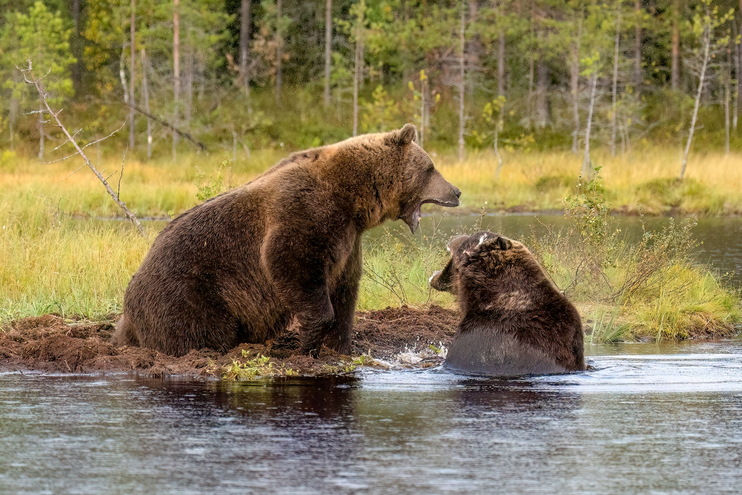 scontro tra orsi bruni...
