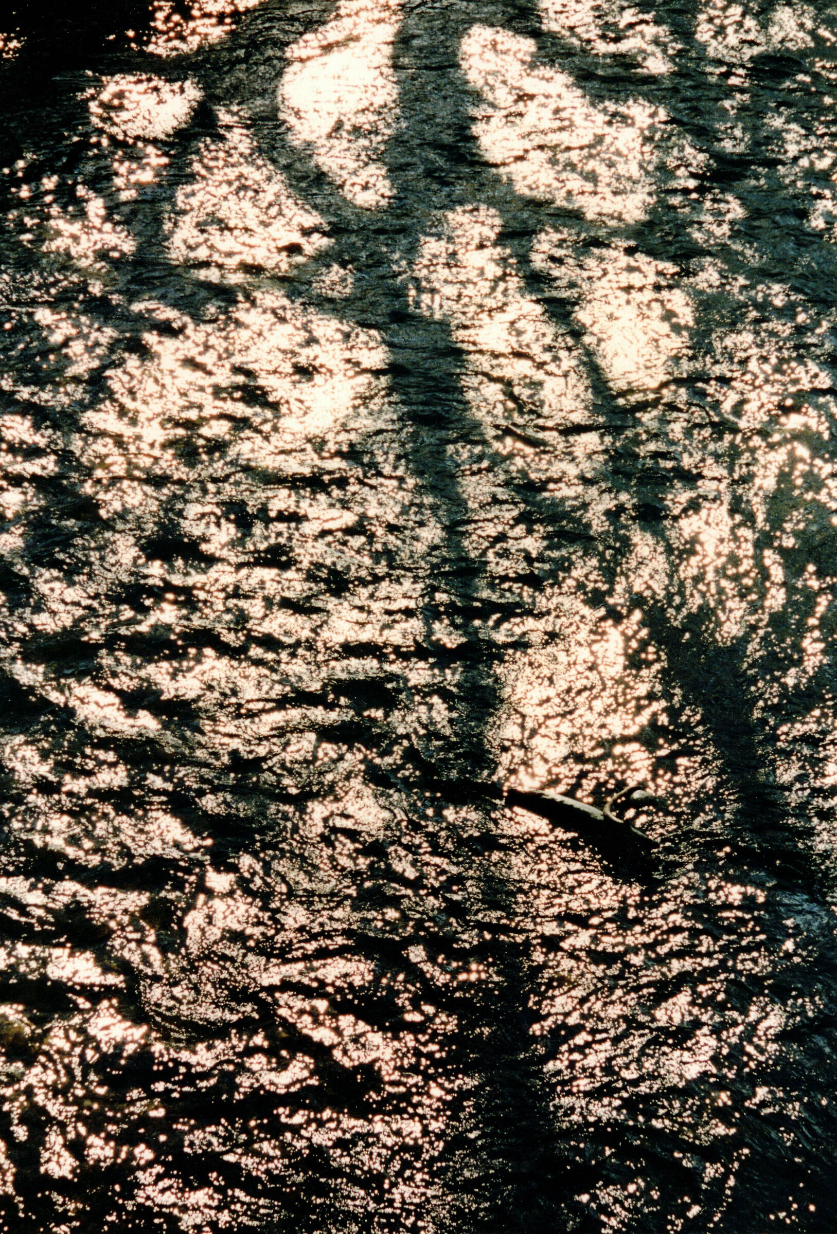 Shadows on the lake 1993...