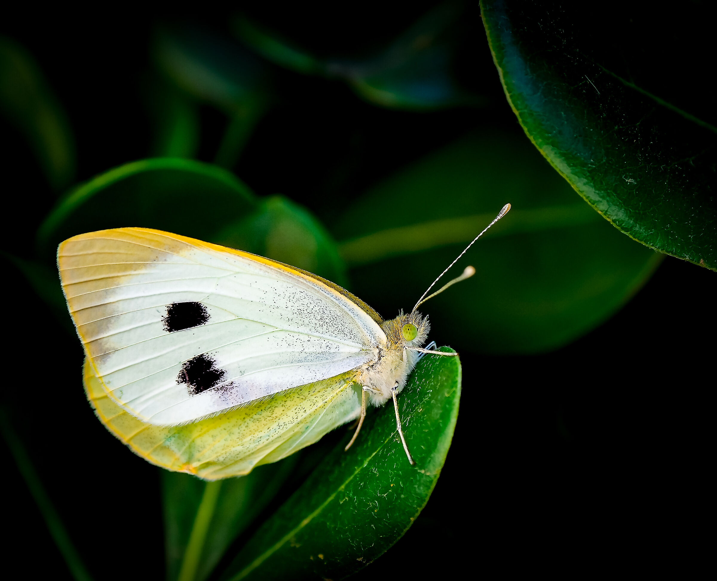 Butterfly macro...