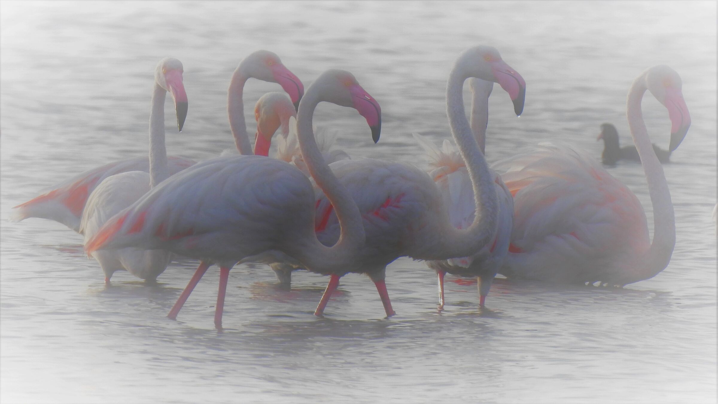 Flamingos - Sardinia...